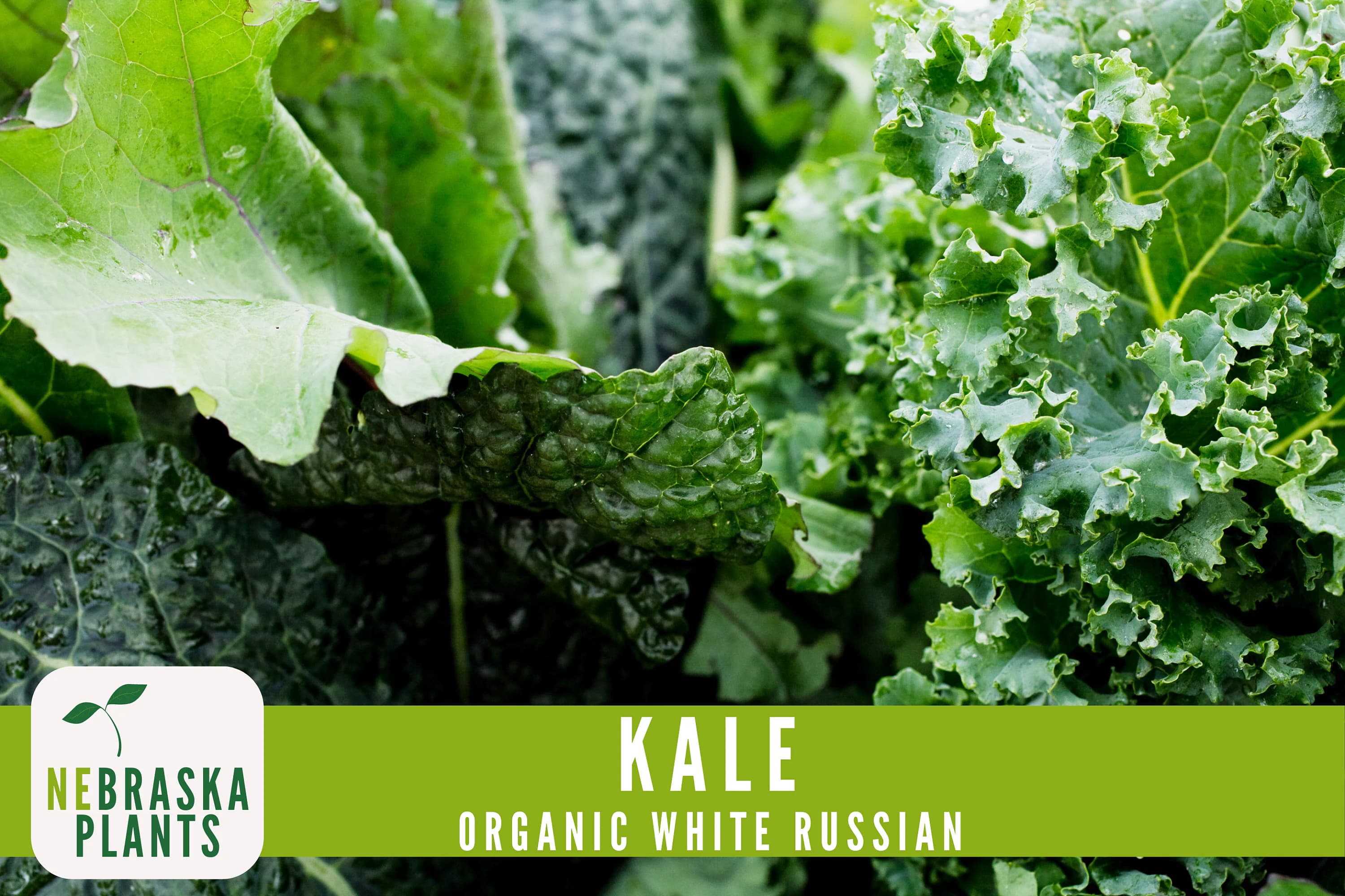 Kale Seeds- Organic White Russian Heirloom Kale Seeds - image 4