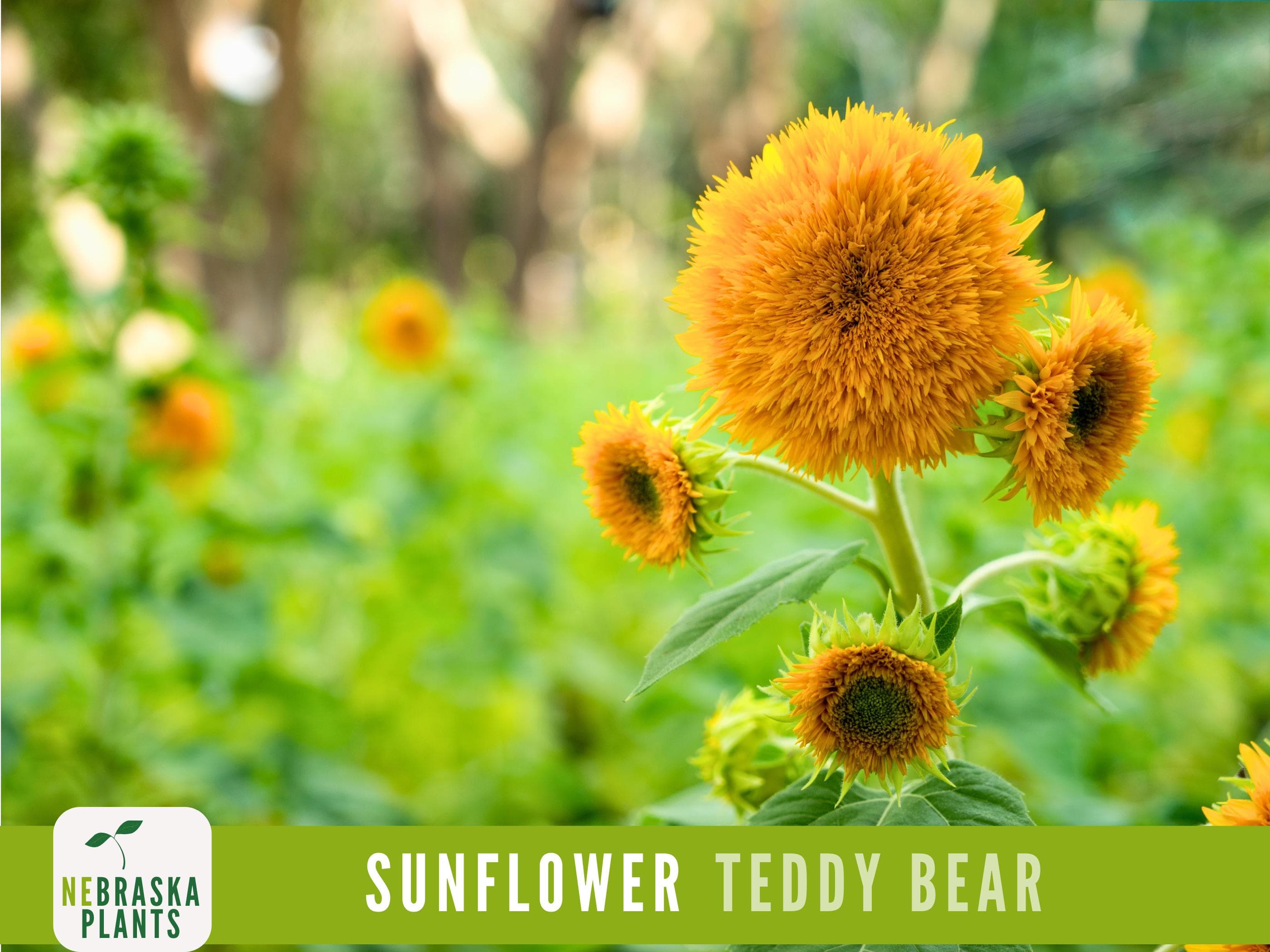 Teddy Bear Dwarf Sunflower Seeds - Fluffy, Double Blooms | Compact & Easy to Grow | Perfect for Containers and Little Gardeners!