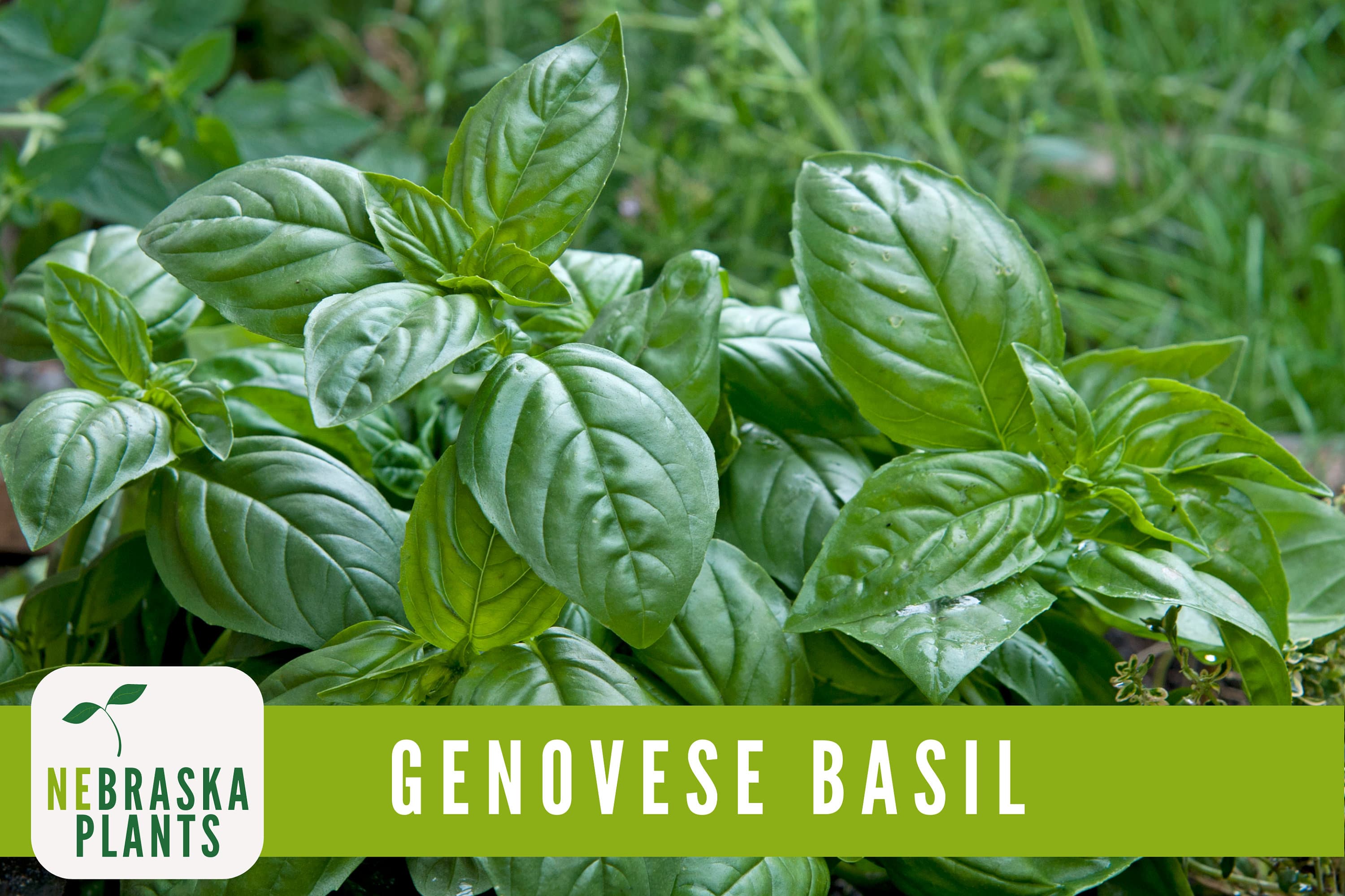 Genovese Basil Seeds - Heirloom Basil for your Culinary Garden! - image 3