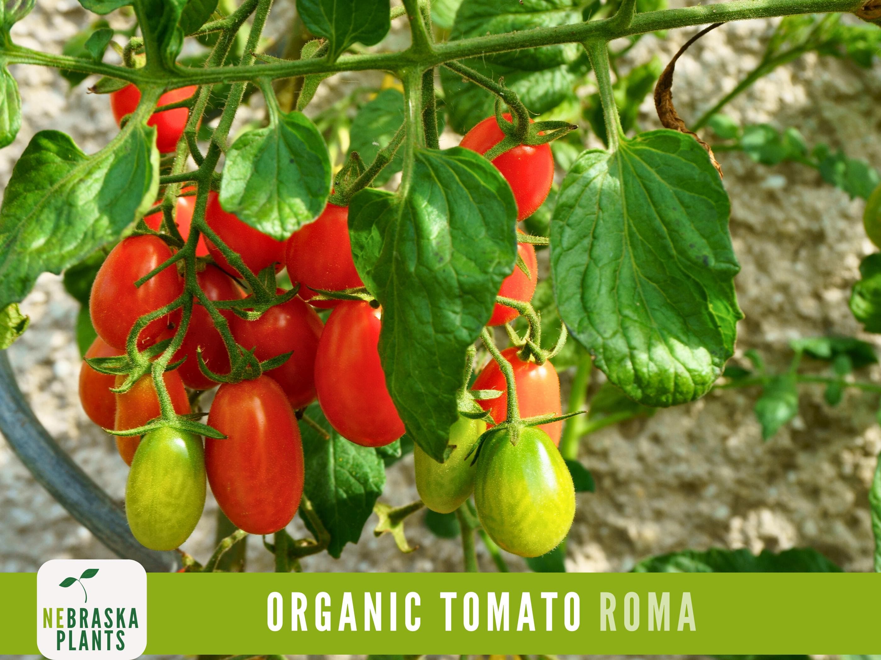 Organic Roma Tomato Seeds - Heirloom Tomato Seeds - image 3