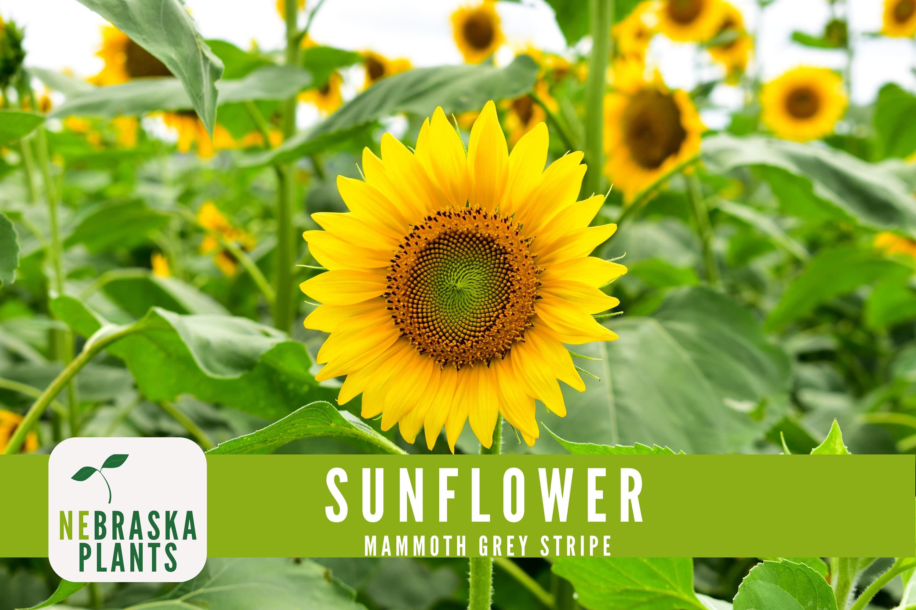 Sunflower Seeds - Mammoth Grey Striped Heirloom Sunflower Seeds - image 4