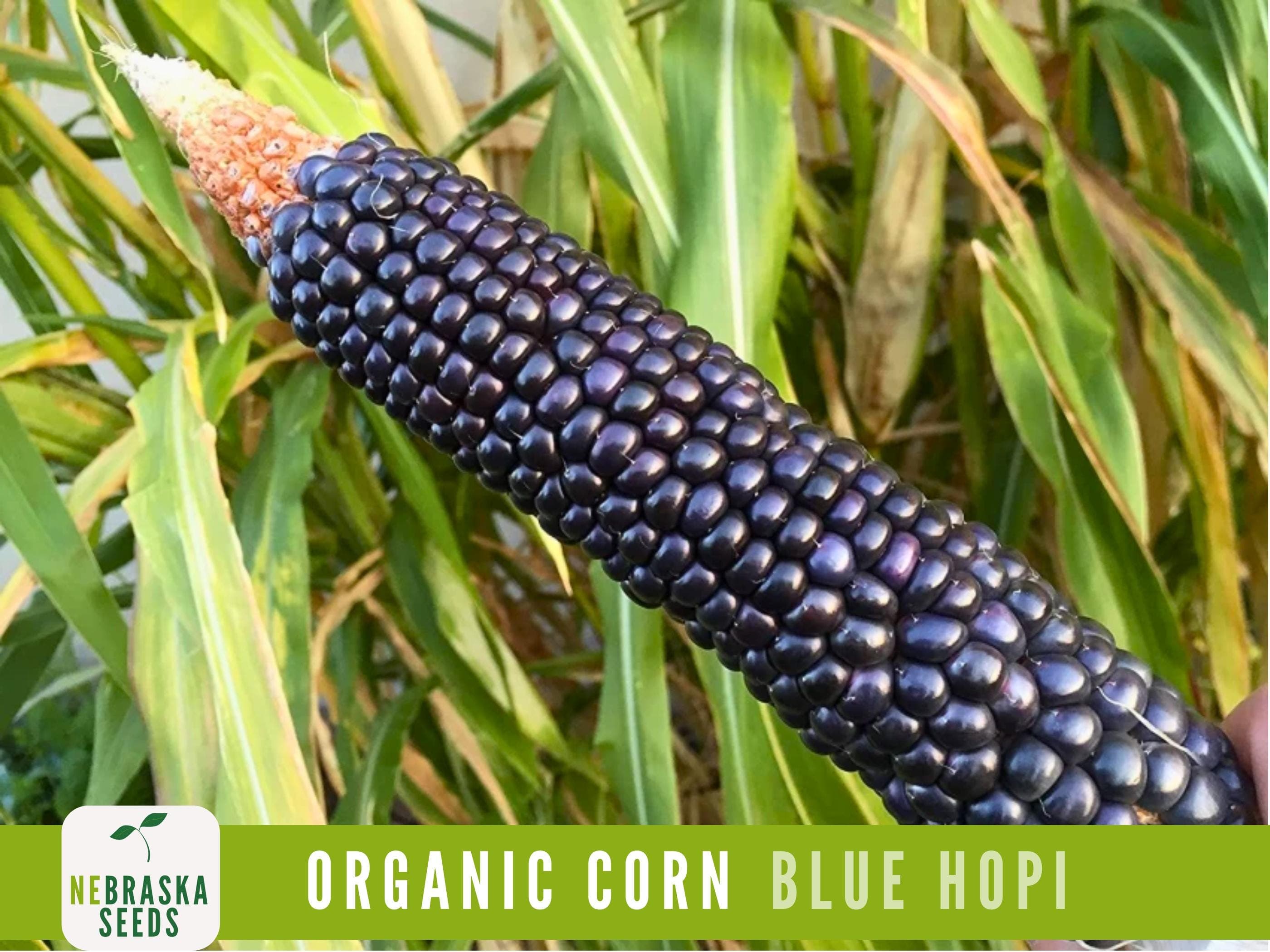 Organic Blue Hopi Corn Seeds | Heirloom | Non-GMO | Drought-Resistant | Easy-to-Grow! - image 5