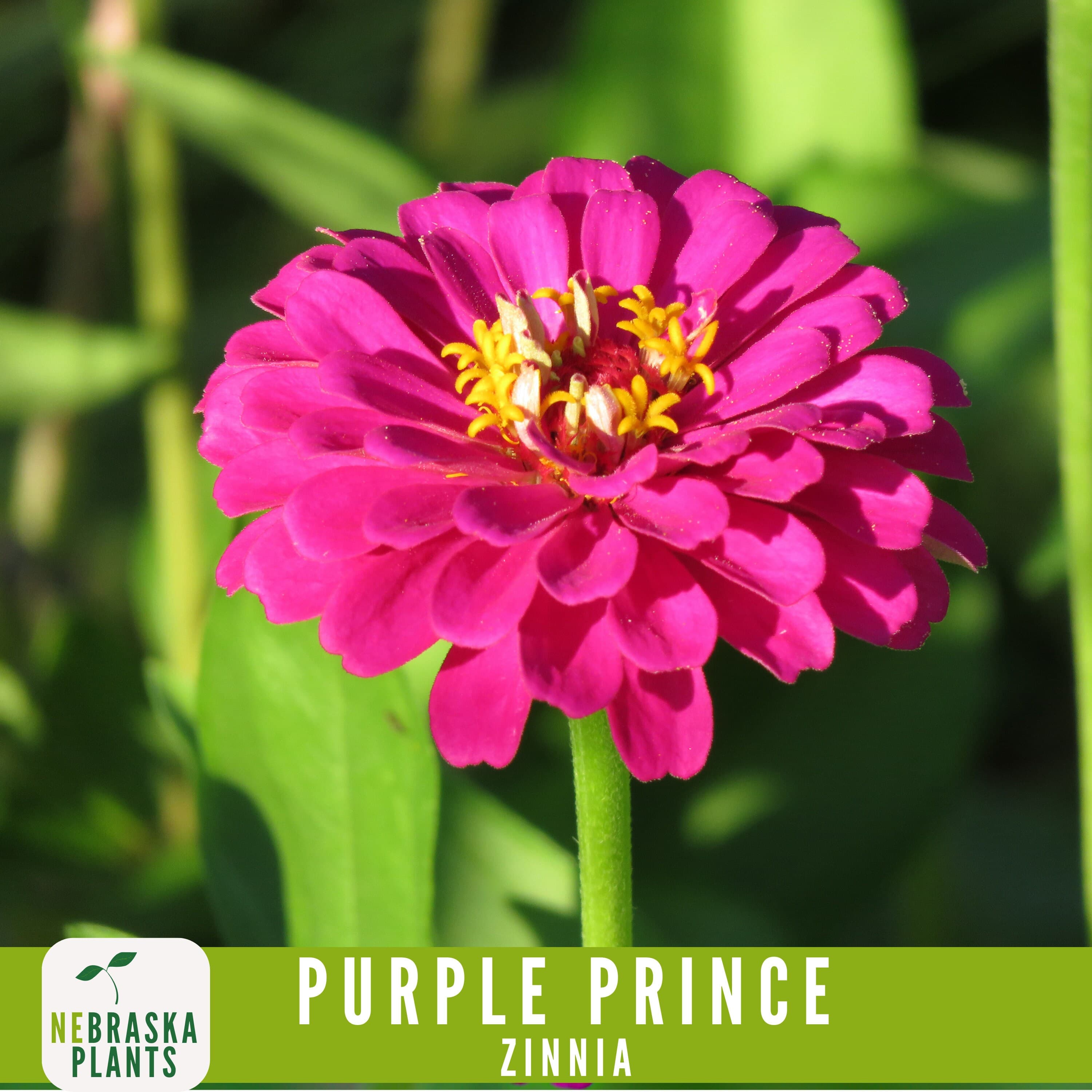Non-GMO Purple Prince Zinnia seeds for adding a touch of elegance to your flower beds