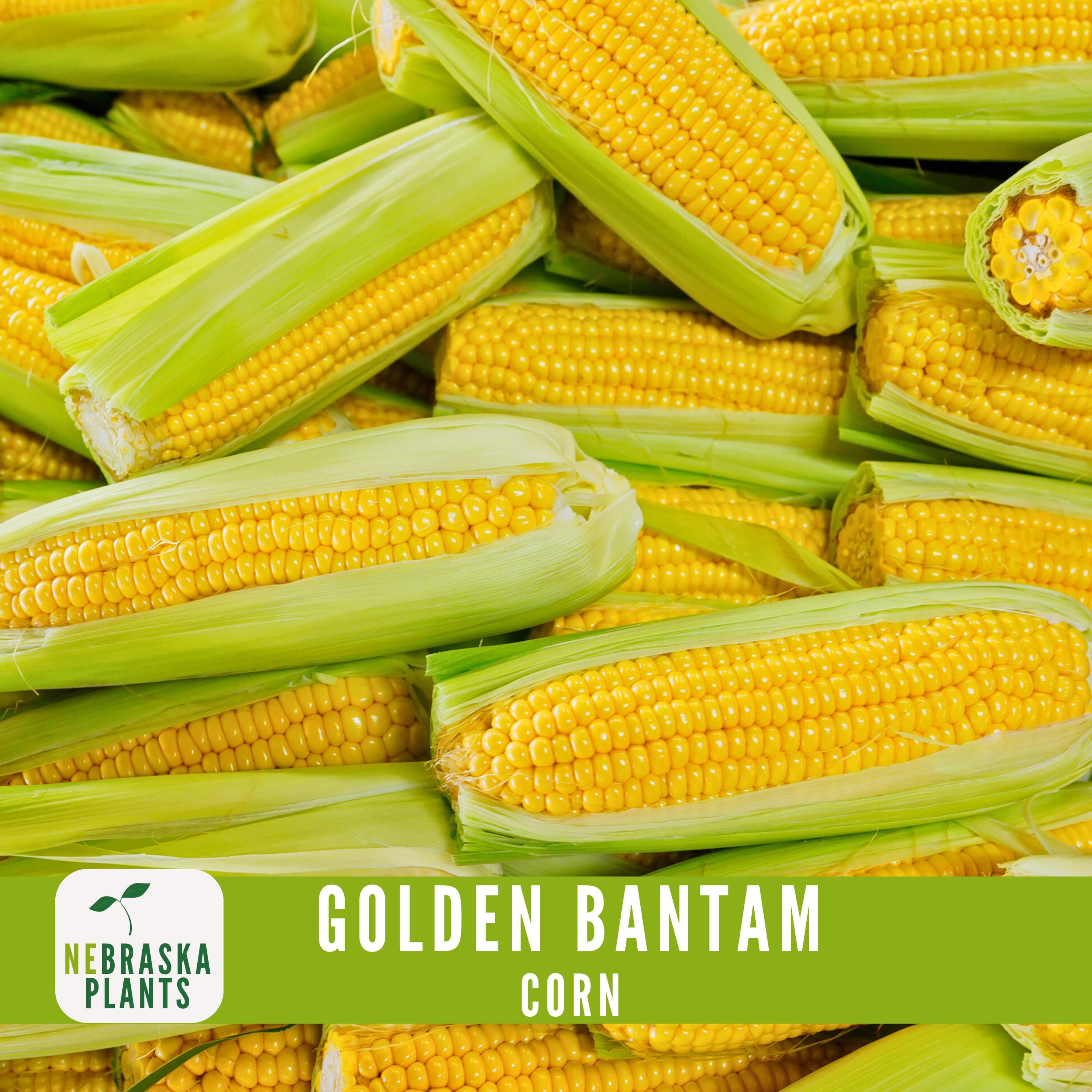 Golden Bantam Corn Seeds - Heirloom Juicy Corn for a Delicious Home Harvest! - image 5