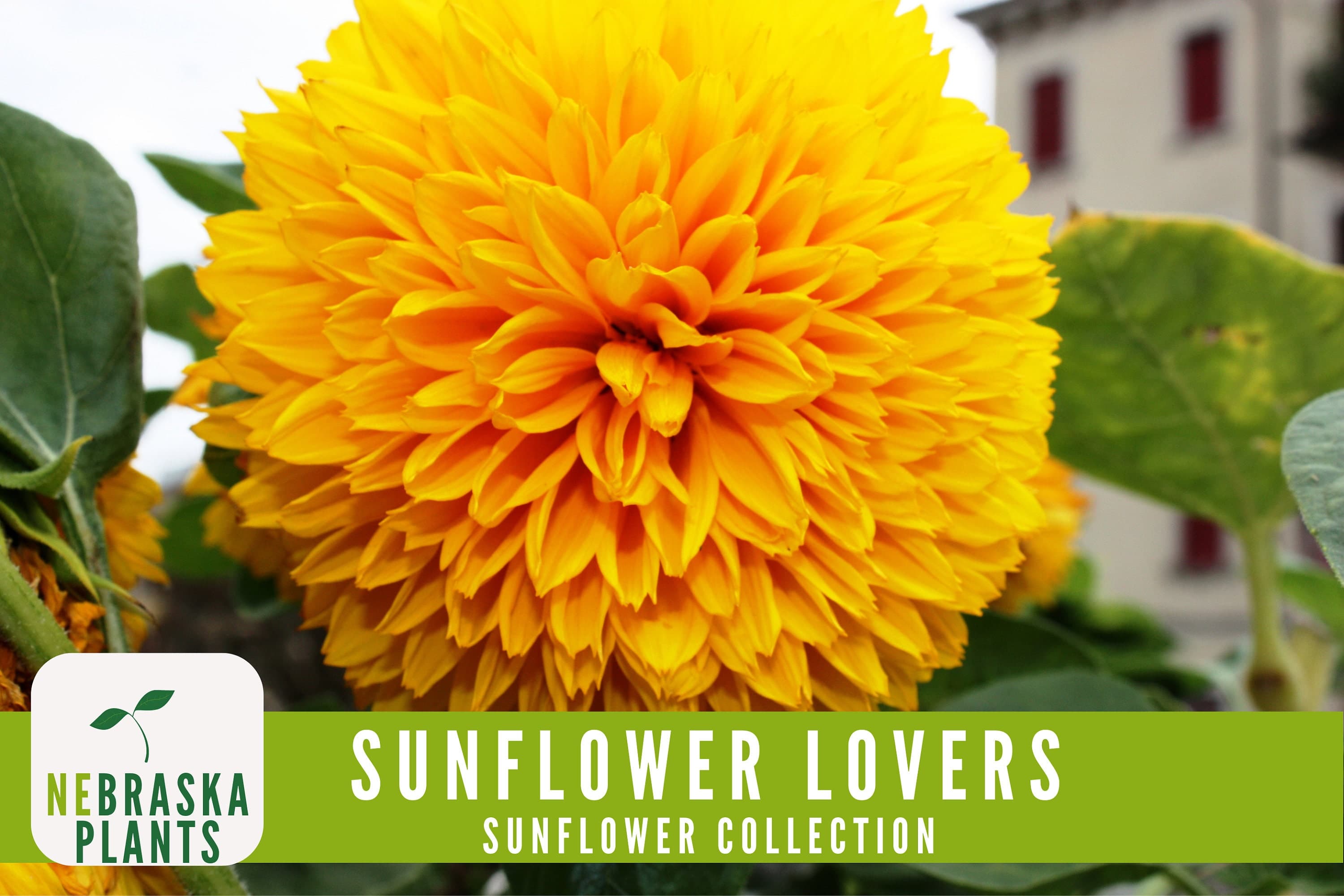 Sunflower Lovers Collection - 4 Heirloom Sunflower Seed Varieties - image 4
