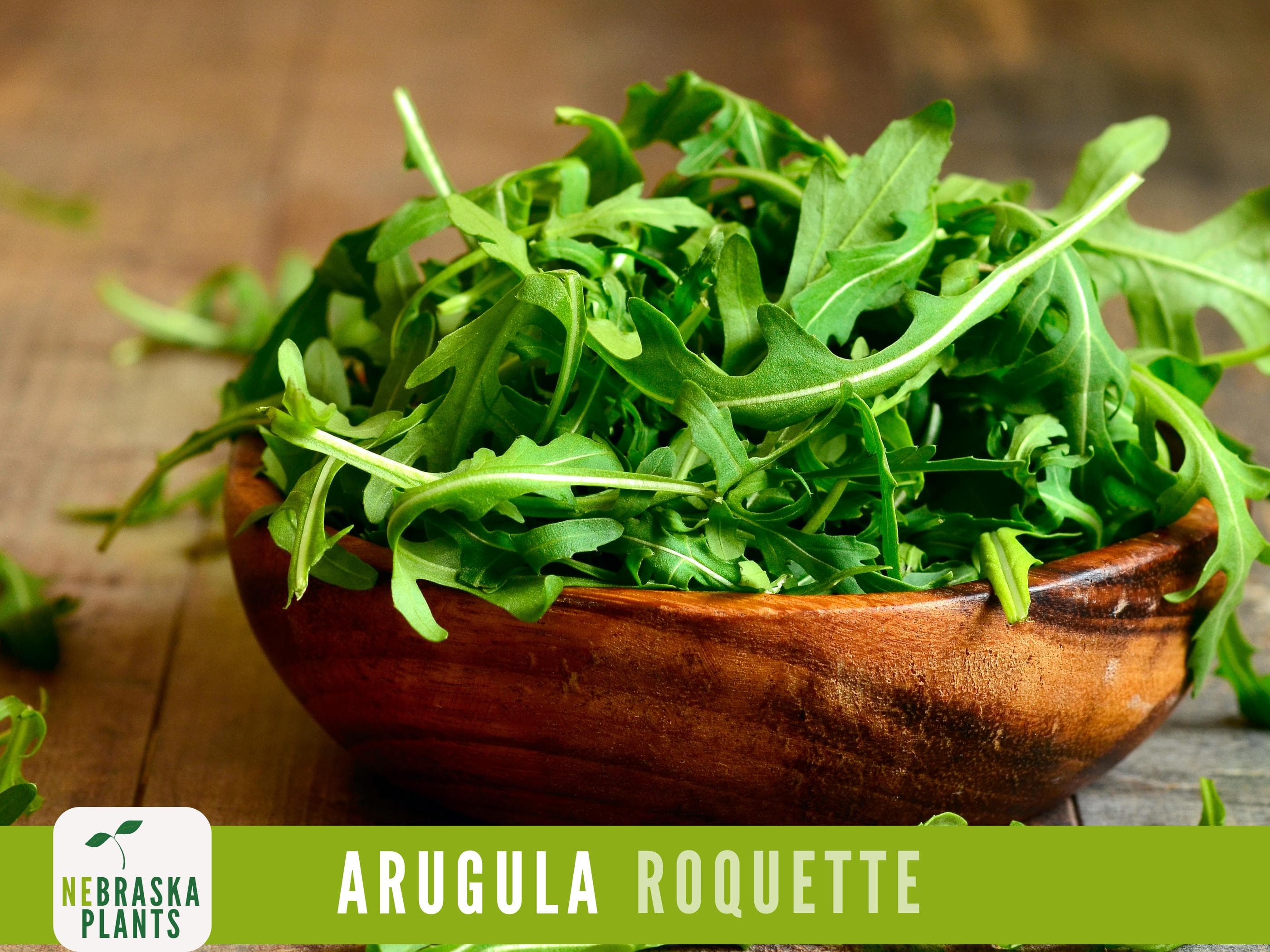 Arugula Seeds - Roquette Arugula Heirloom Seeds - image 5