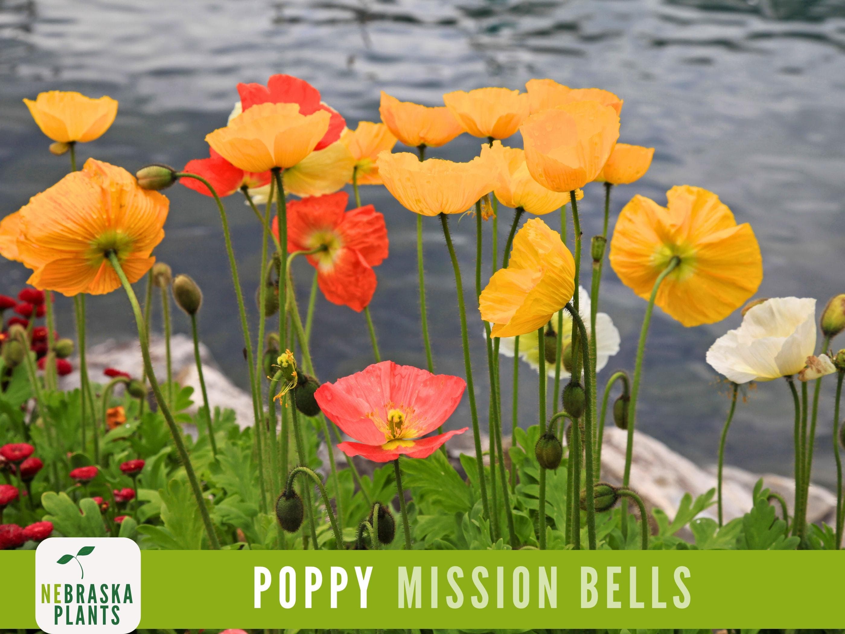 Mission Bells California Poppy flowers in peach, orange, yellow and white, growing next to a lake.