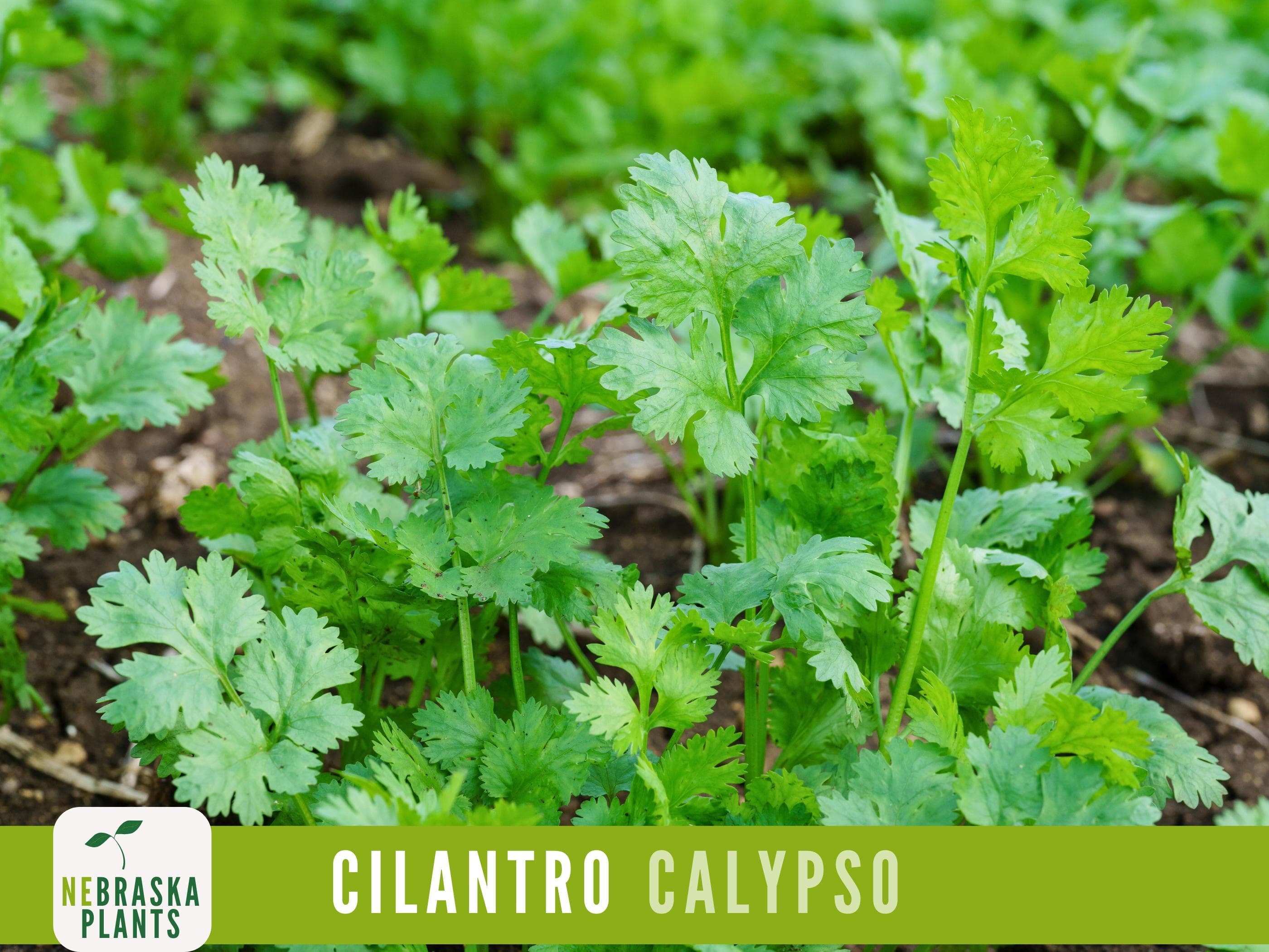 Cilantro Seeds - Calypso Cilantro Heirloom Garden Seeds - image 4