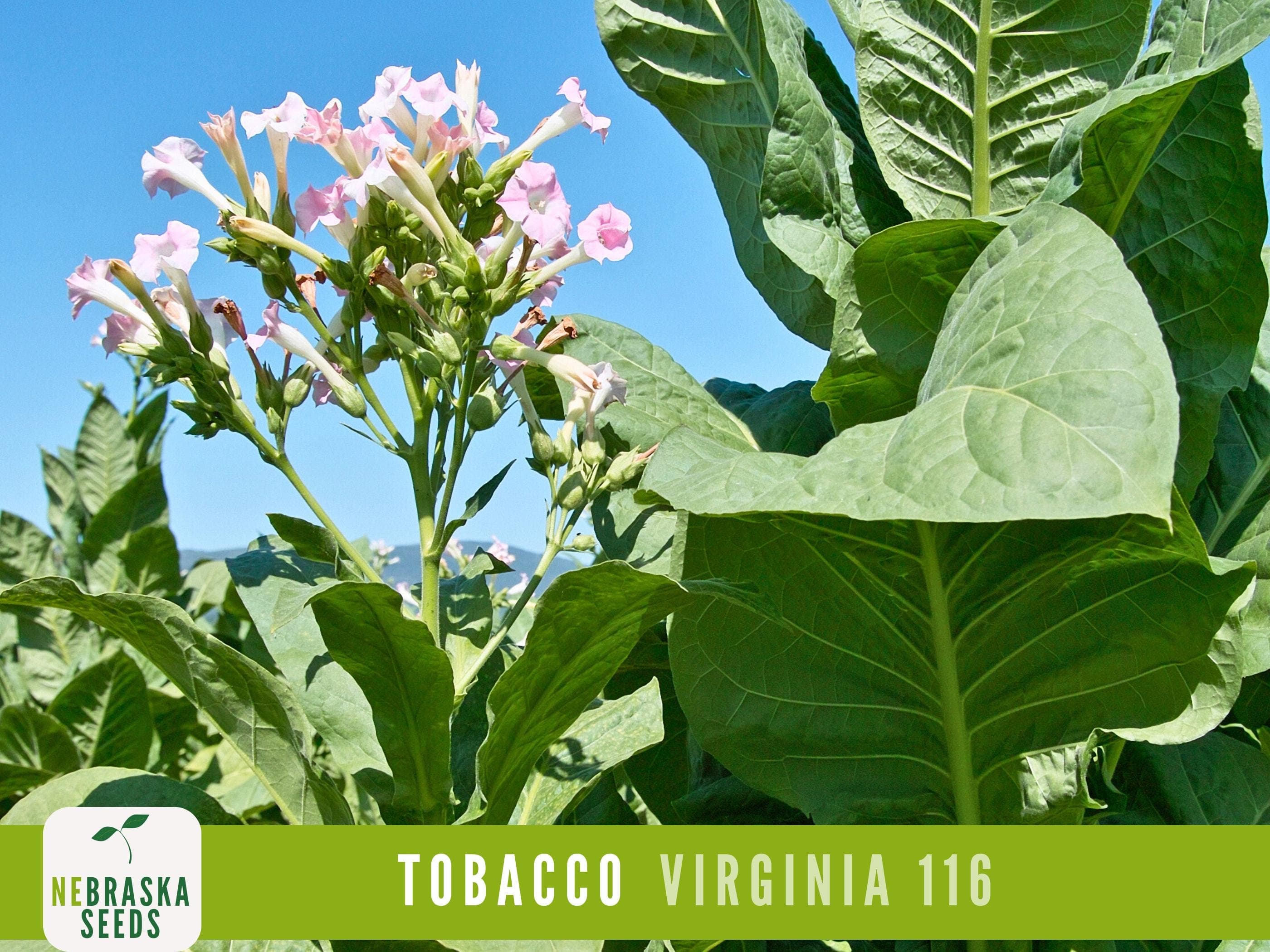 Virginia 116 Tobacco plants with budding flowers in the garden, ready to reach full bloom.