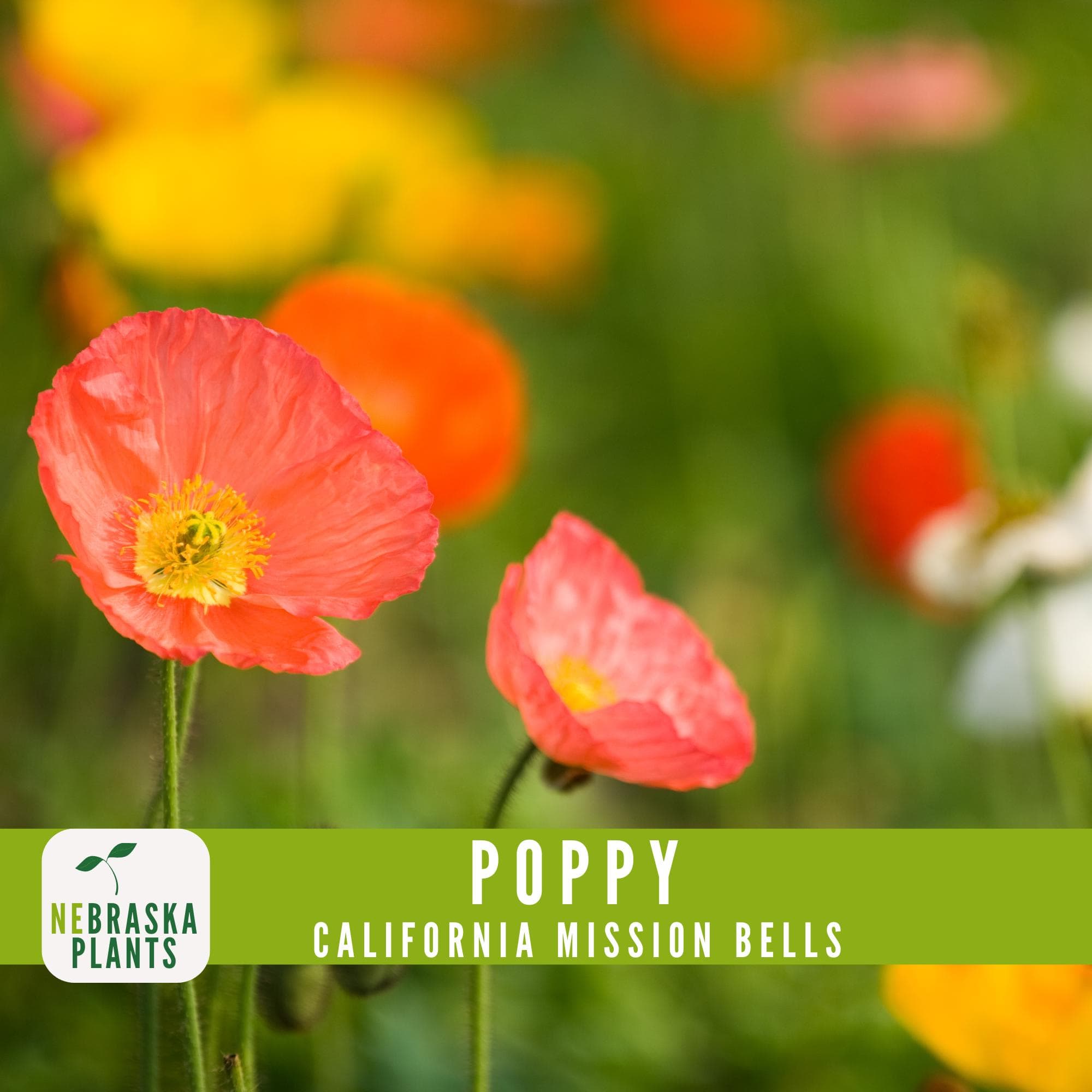 California Mission Bells poppy seeds for growing delicate pastel blooms in yellow, orange, and pink