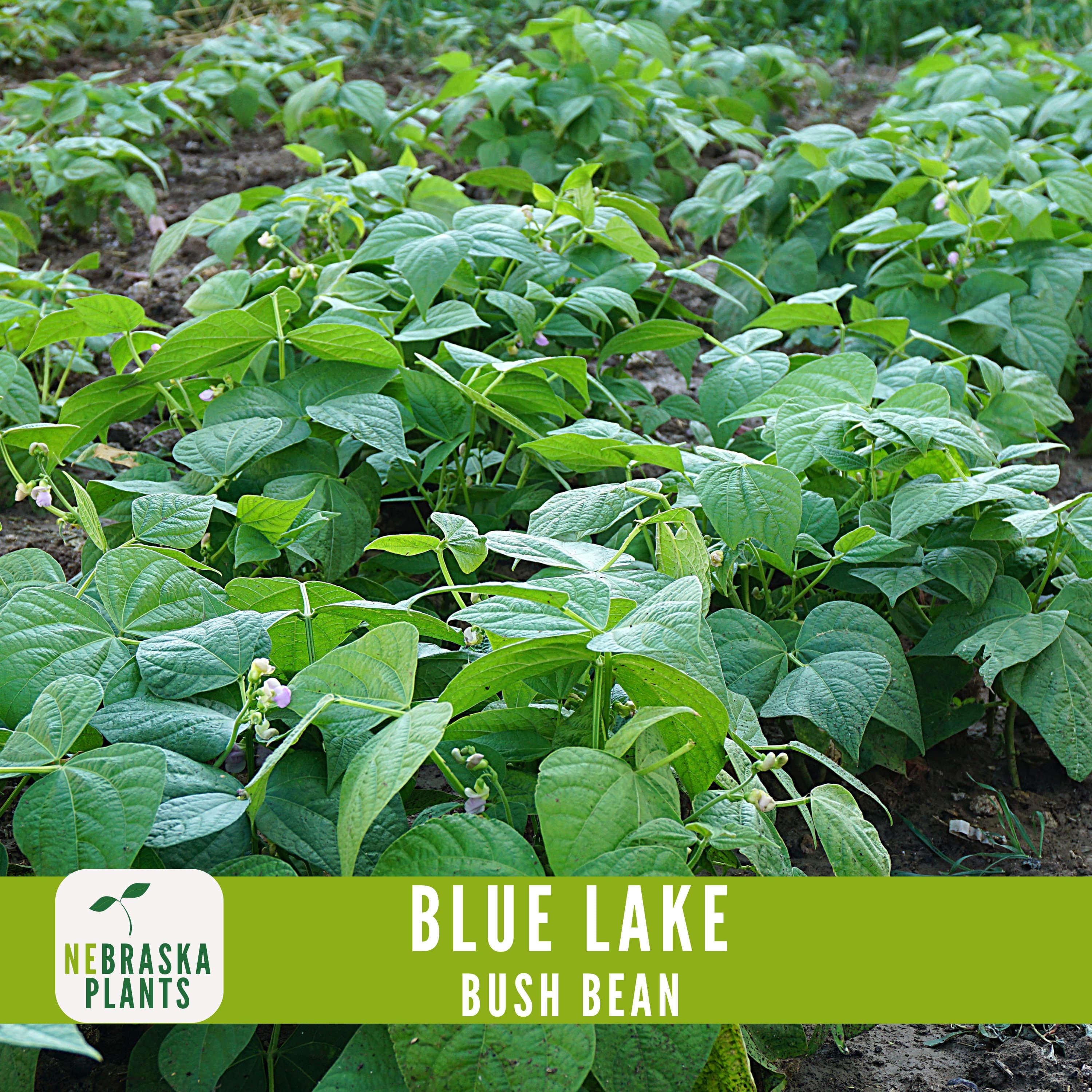 Blue Lake Bush Beans - Heirloom Classic Beans for Home Gardeners! - image 4