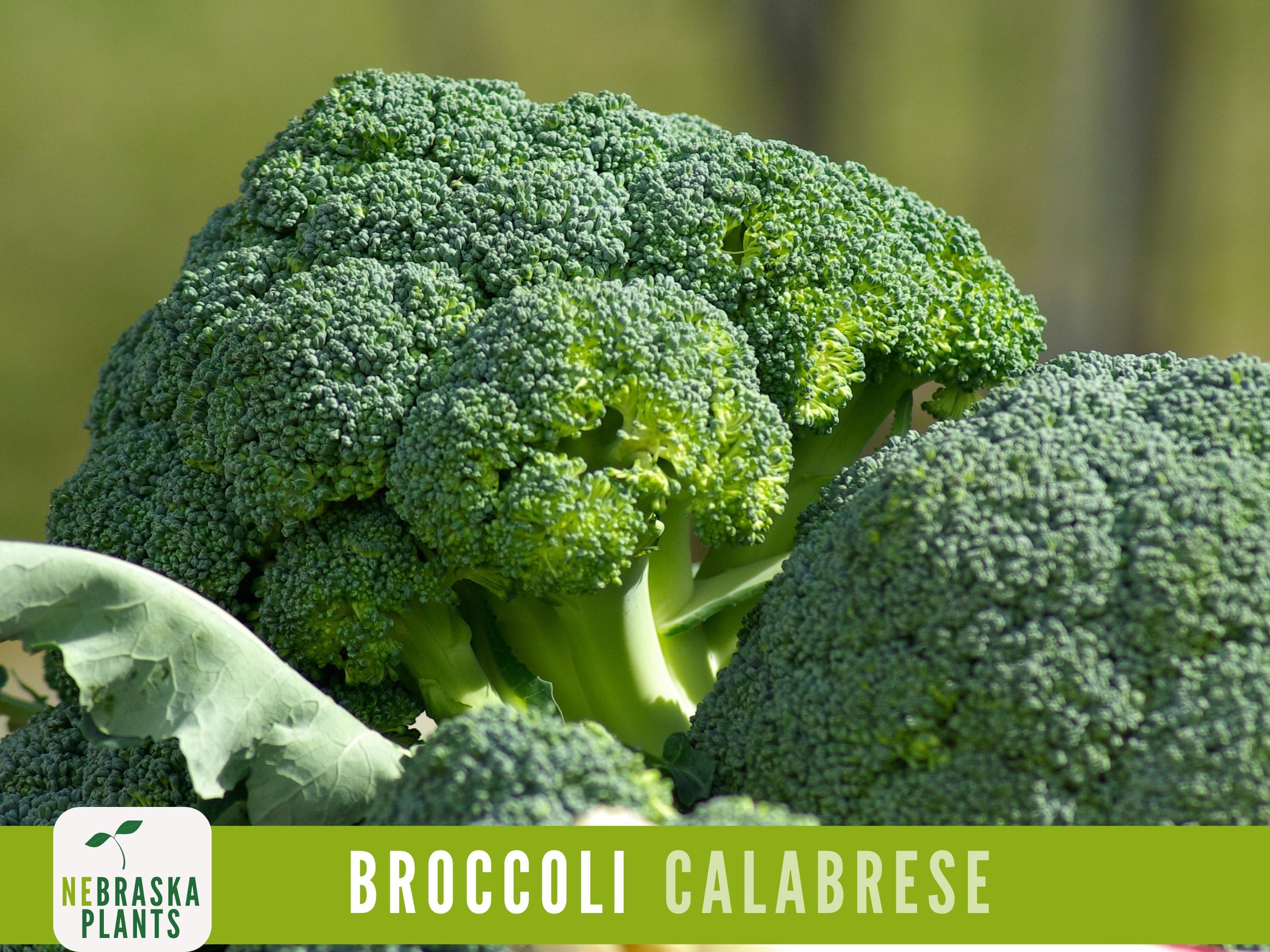 Broccoli Seeds - Calbrese Heirloom Broccoli Seeds