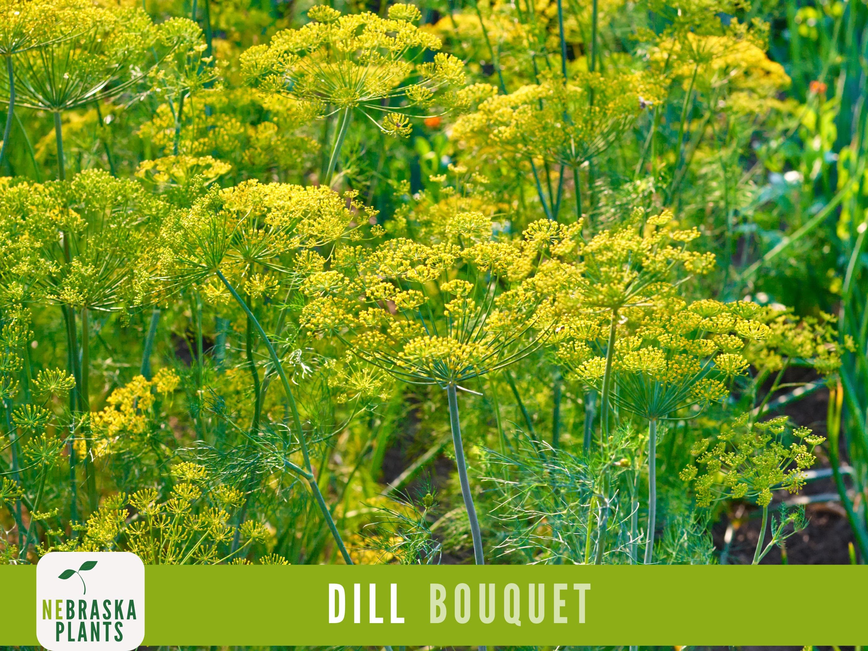 Dill Seeds - Bouquet Dill Garden Seeds - image 5