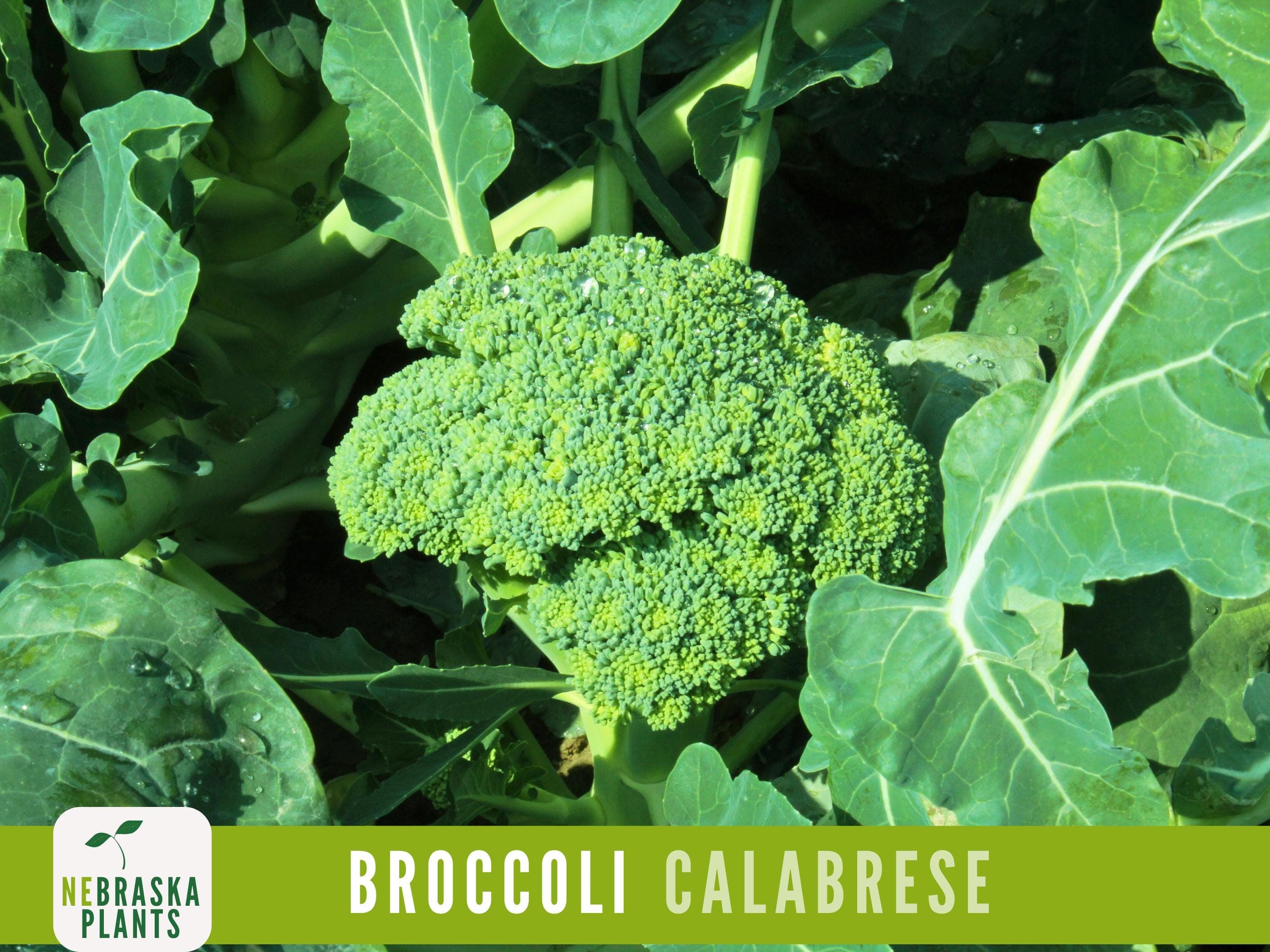 Broccoli Seeds - Calbrese Heirloom Broccoli Seeds - image 5