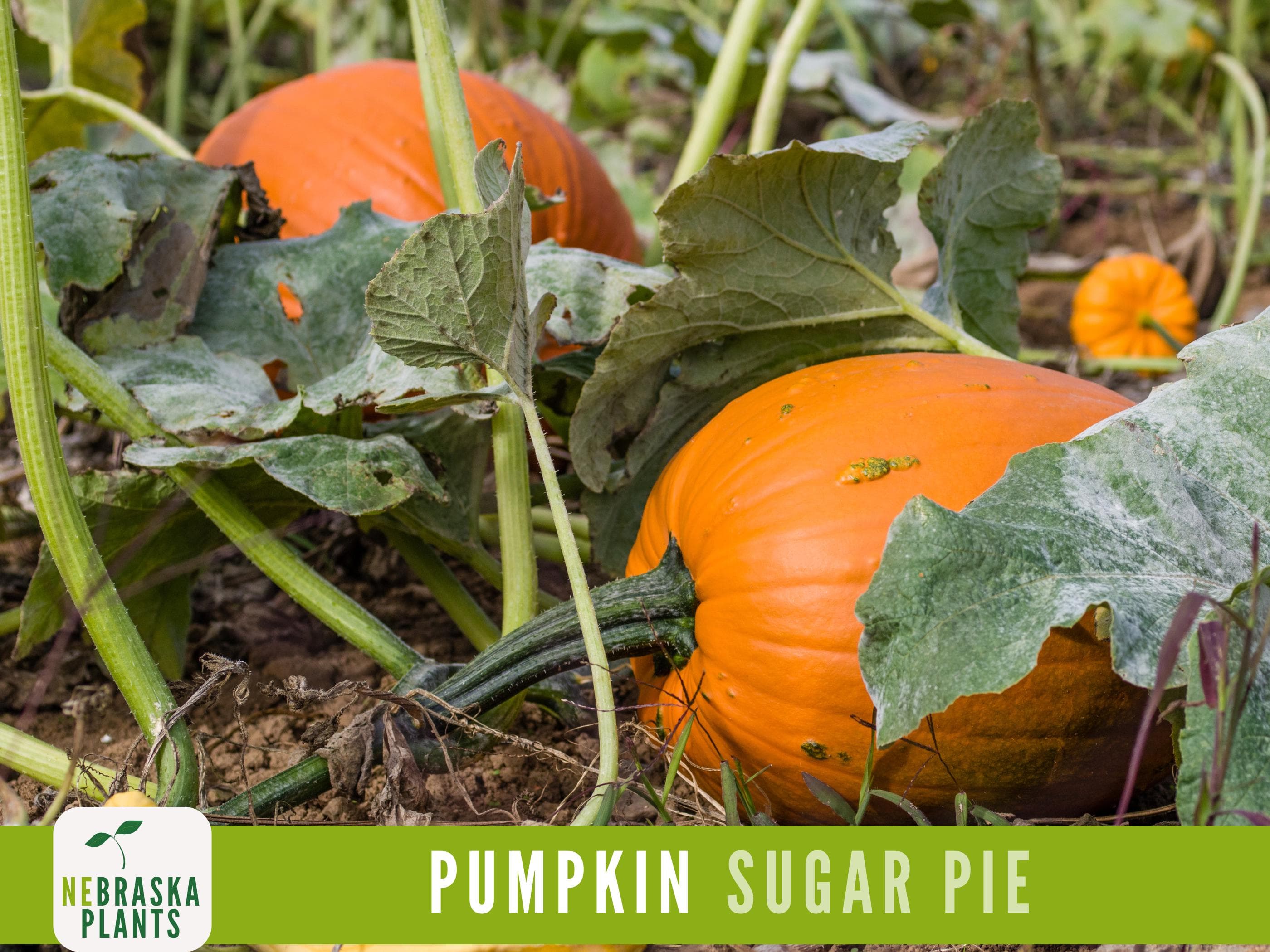 Sugar Pie Pumpkin Seeds - Celebrate the Spirit of Autumn with Heirloom, Non-GMO Pumpkin Seeds - image 3