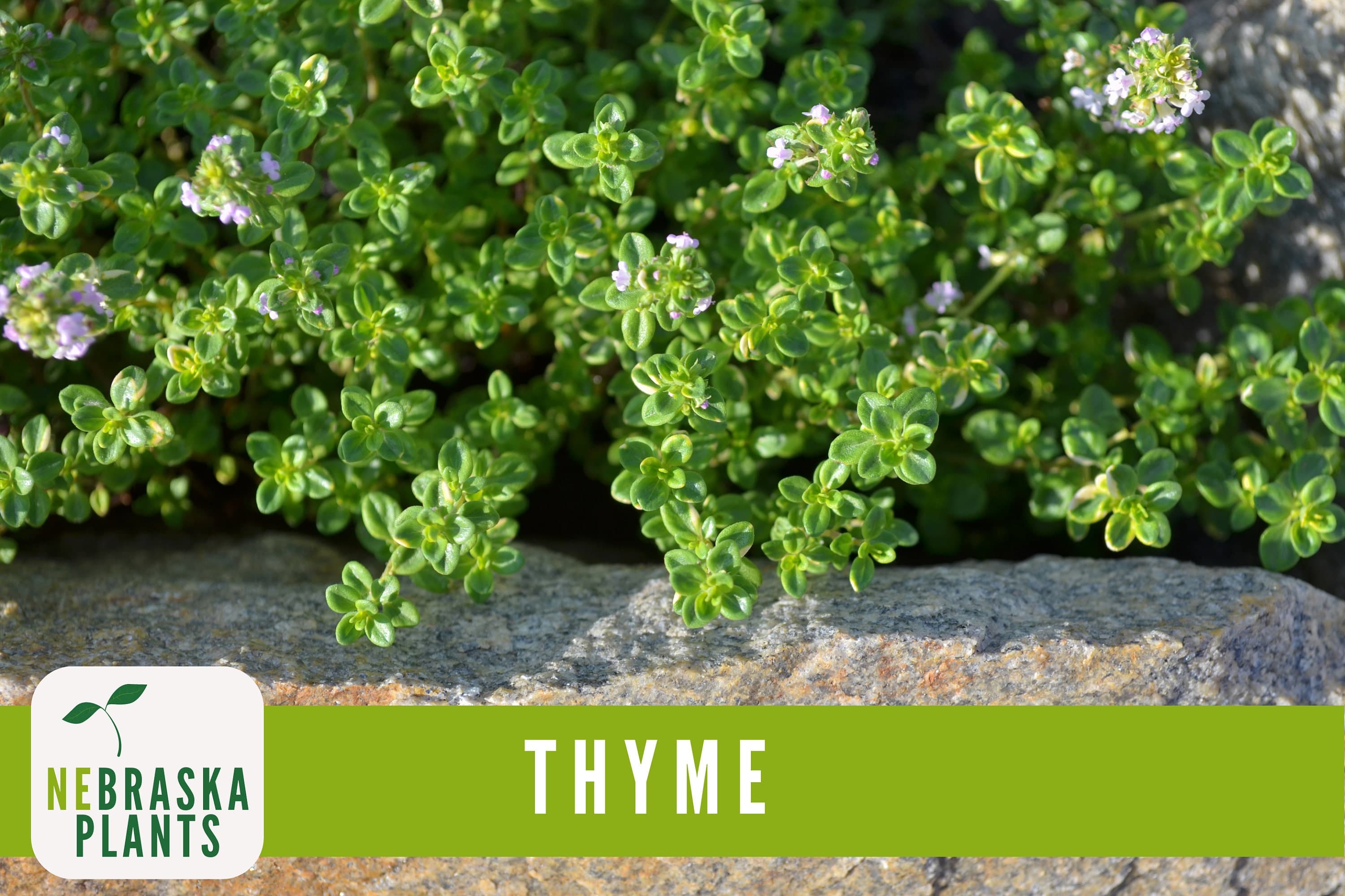 Common Thyme Seeds - Heirloom Thyme Herb Seeds - image 4