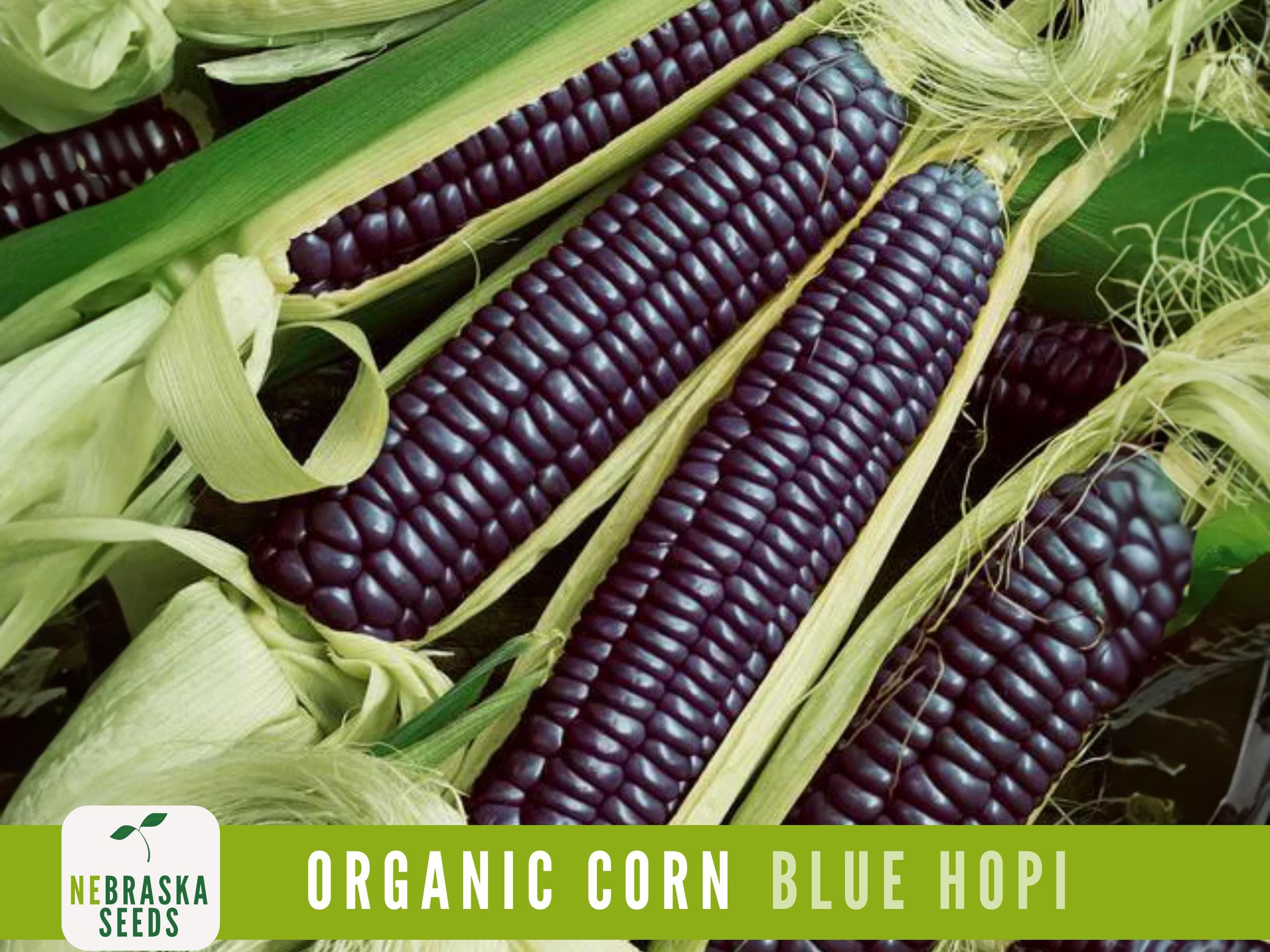 Organic Blue Hopi Corn Seeds | Heirloom | Non-GMO | Drought-Resistant | Easy-to-Grow! - image 4
