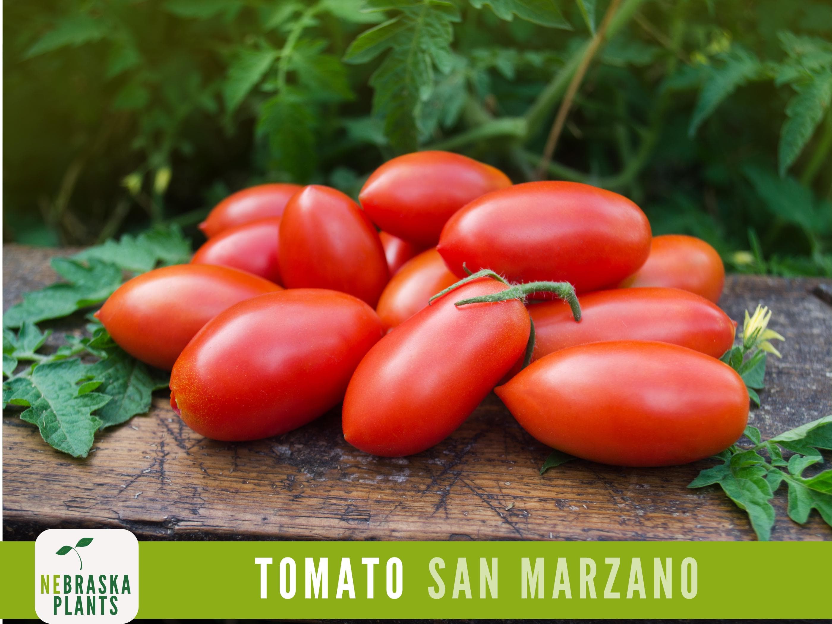 San Marzano Organic Tomato Seeds - Heirloom, Non-GMO - Grow the Authentic Italian Flavor! - image 3