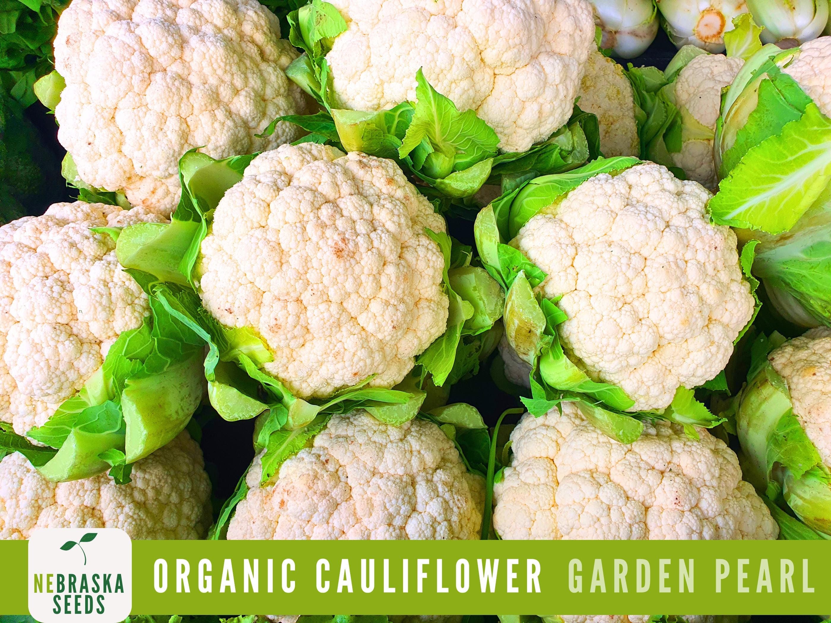 Organic Cauliflower Seeds - Garden Pearl : Heirloom, Non-GMO and Easy-to-Grow Backyard Beauties! - image 4
