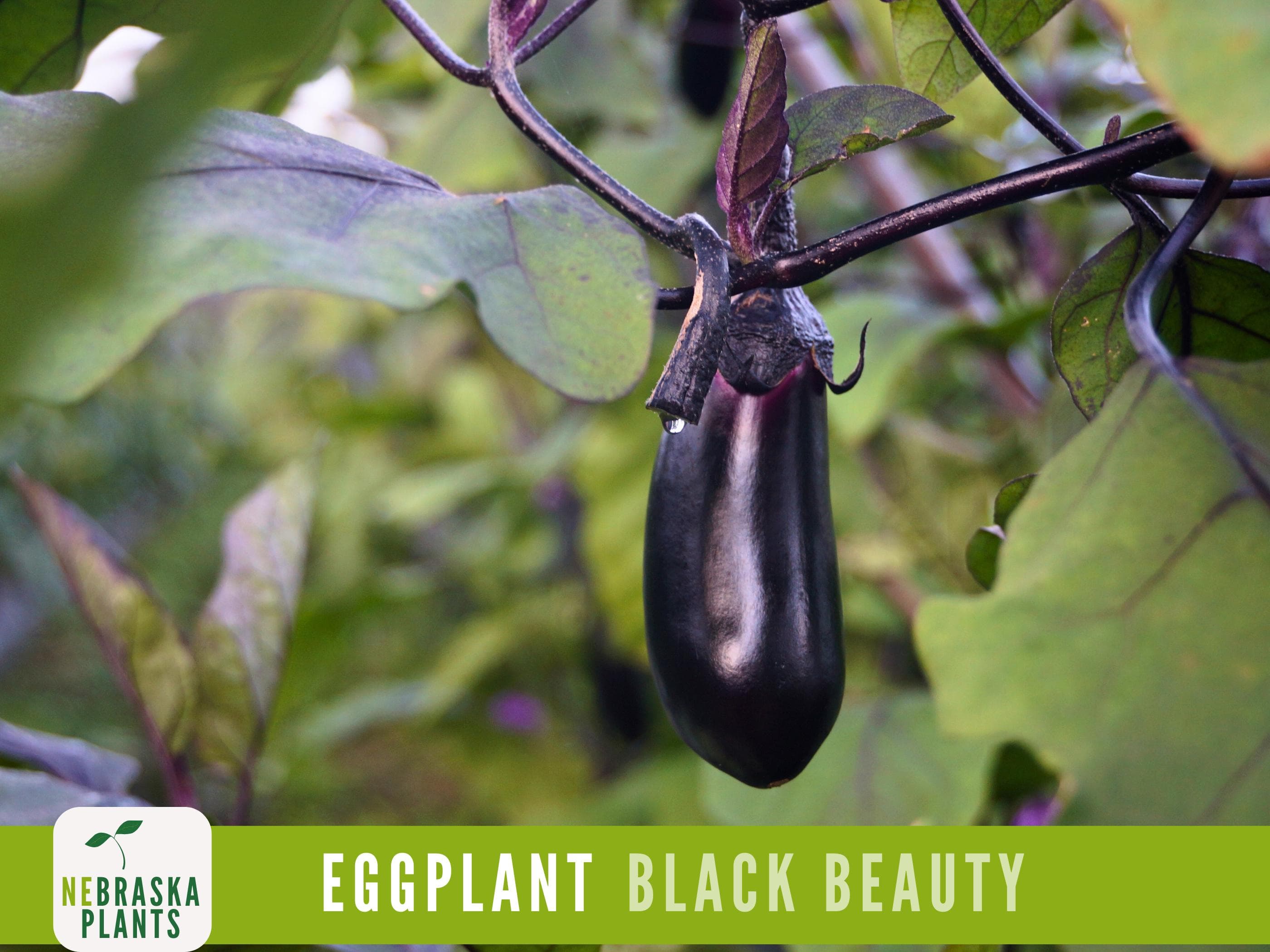 Eggplant Seeds - Black Beauty Eggplant Seeds - image 5