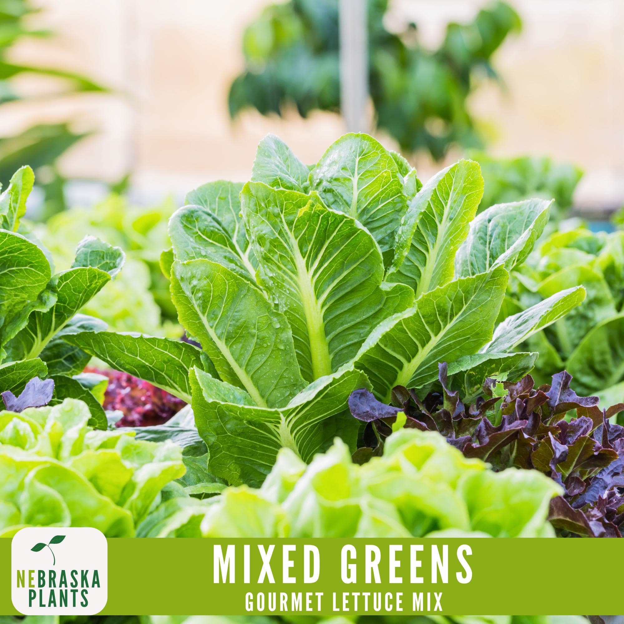 Vibrant heirloom lettuce varieties growing in a raised garden bed