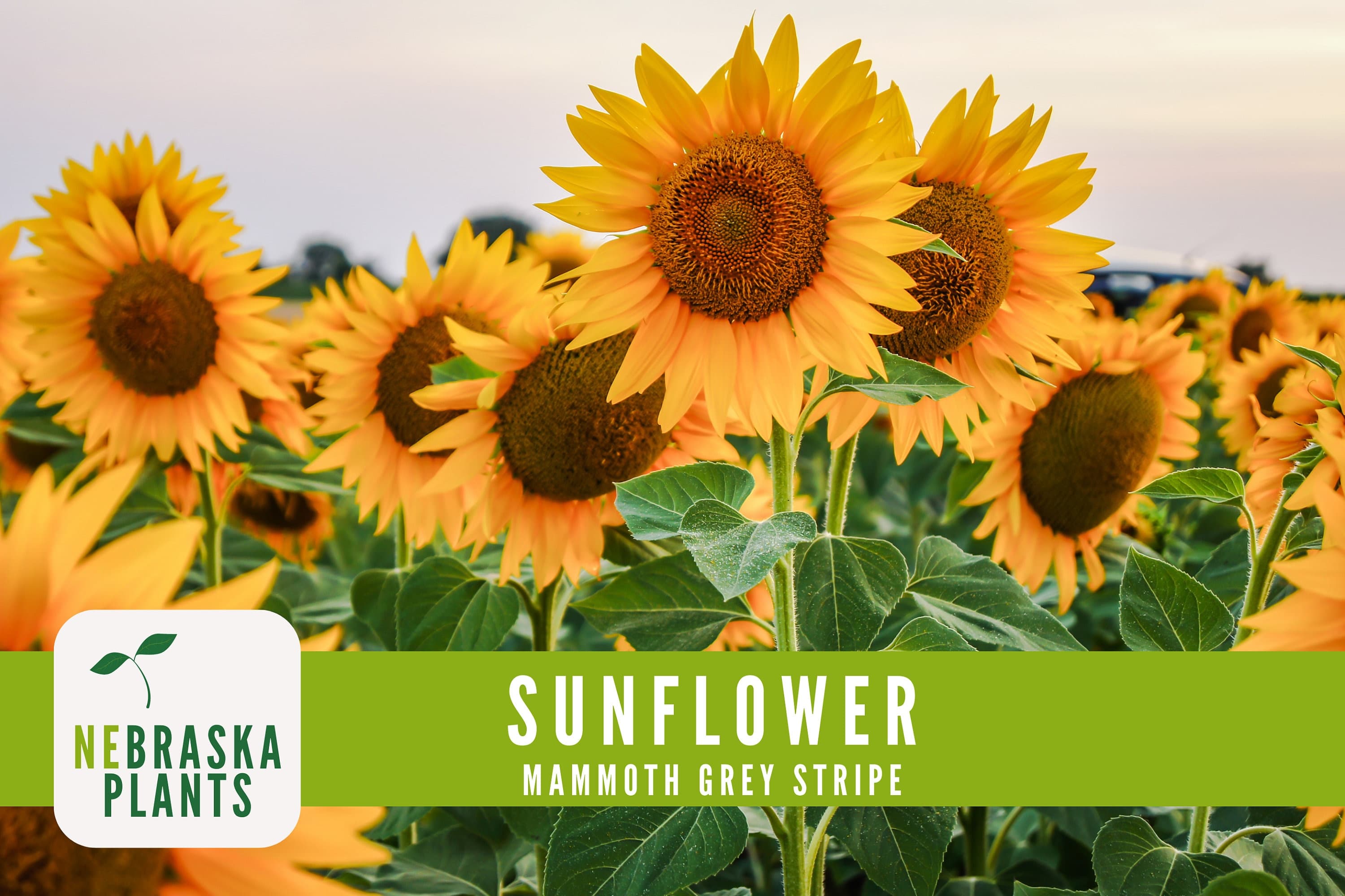 Sunflower Seeds - Mammoth Grey Striped Heirloom Sunflower Seeds - image 5