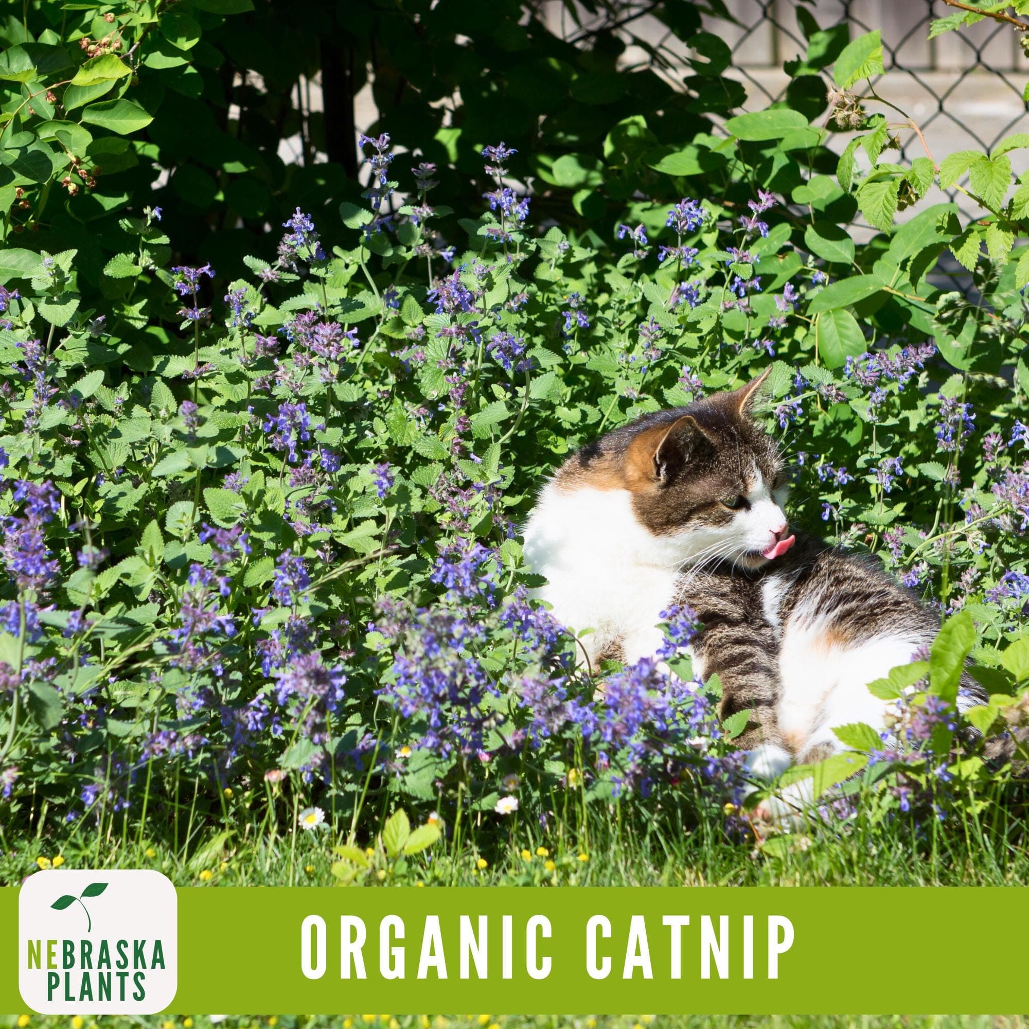Curious cat playing in a live catnip plant growing in an herb garden.