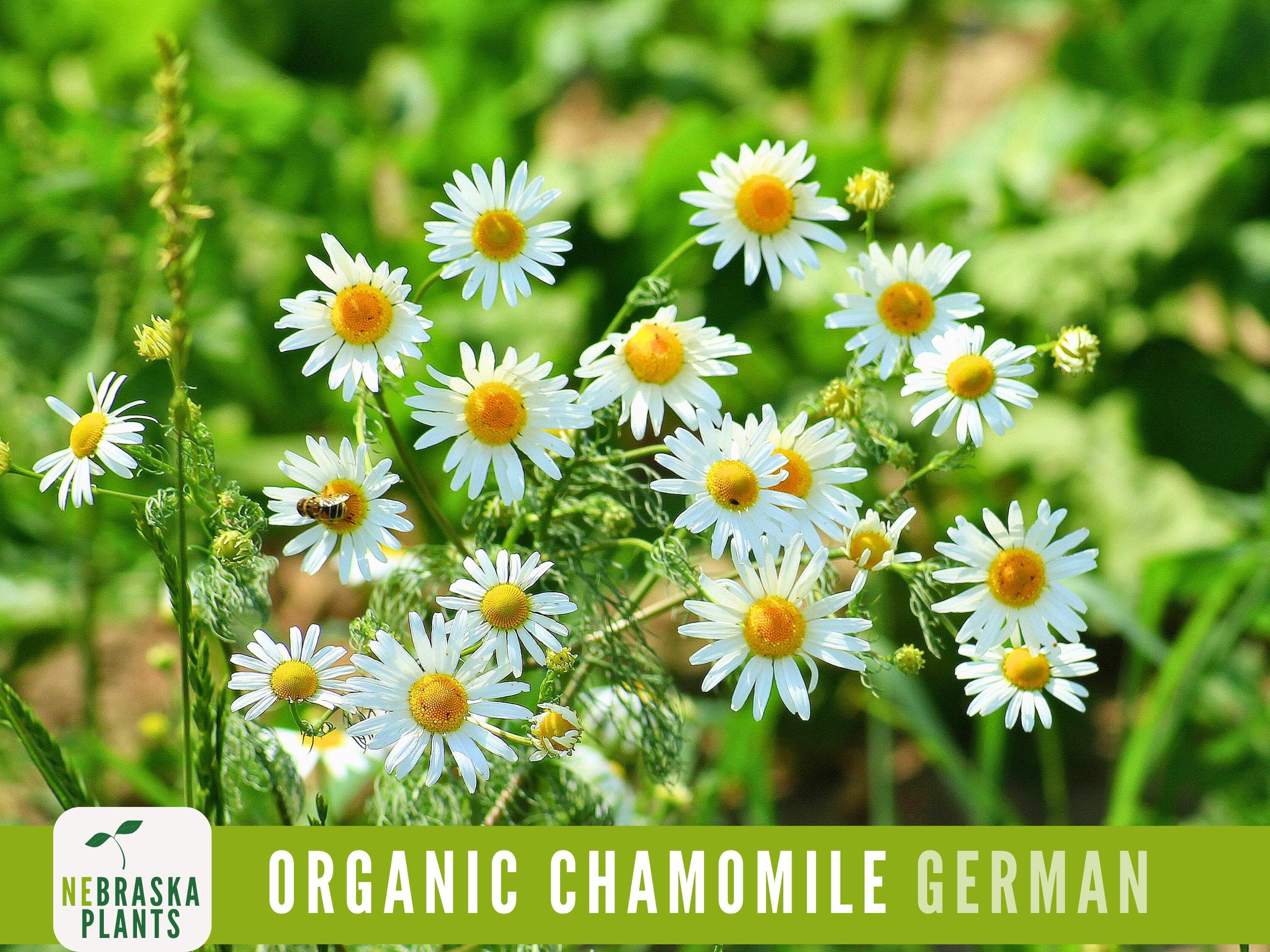 Organic German Chamomile Seeds - Heirloom, Non-GMO Organic Chamomile Seeds