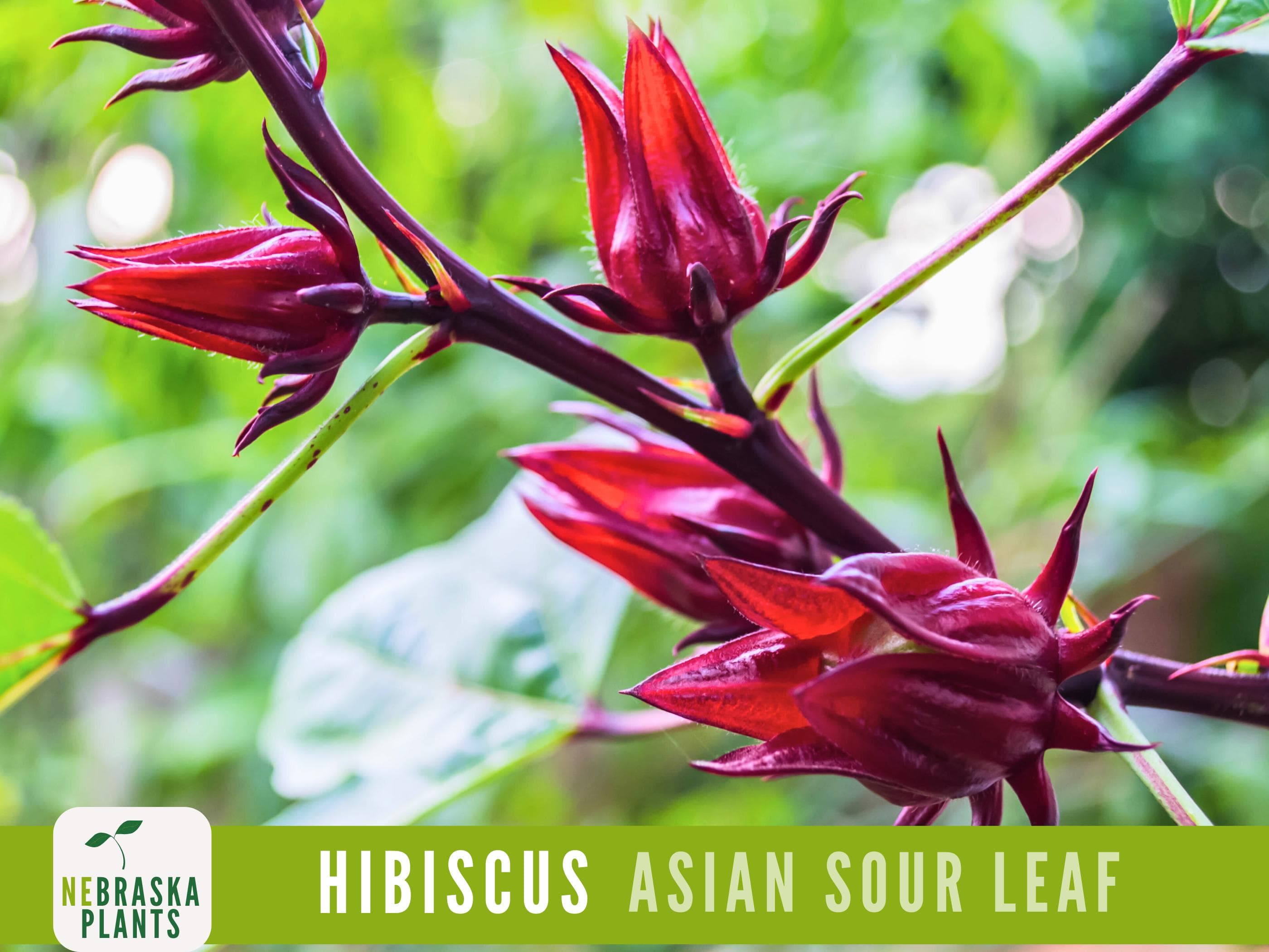 Asian Sour Leaf Hibiscus Seeds - Exotic and Unique Roselle Seeds for a Stunning Garden Display!