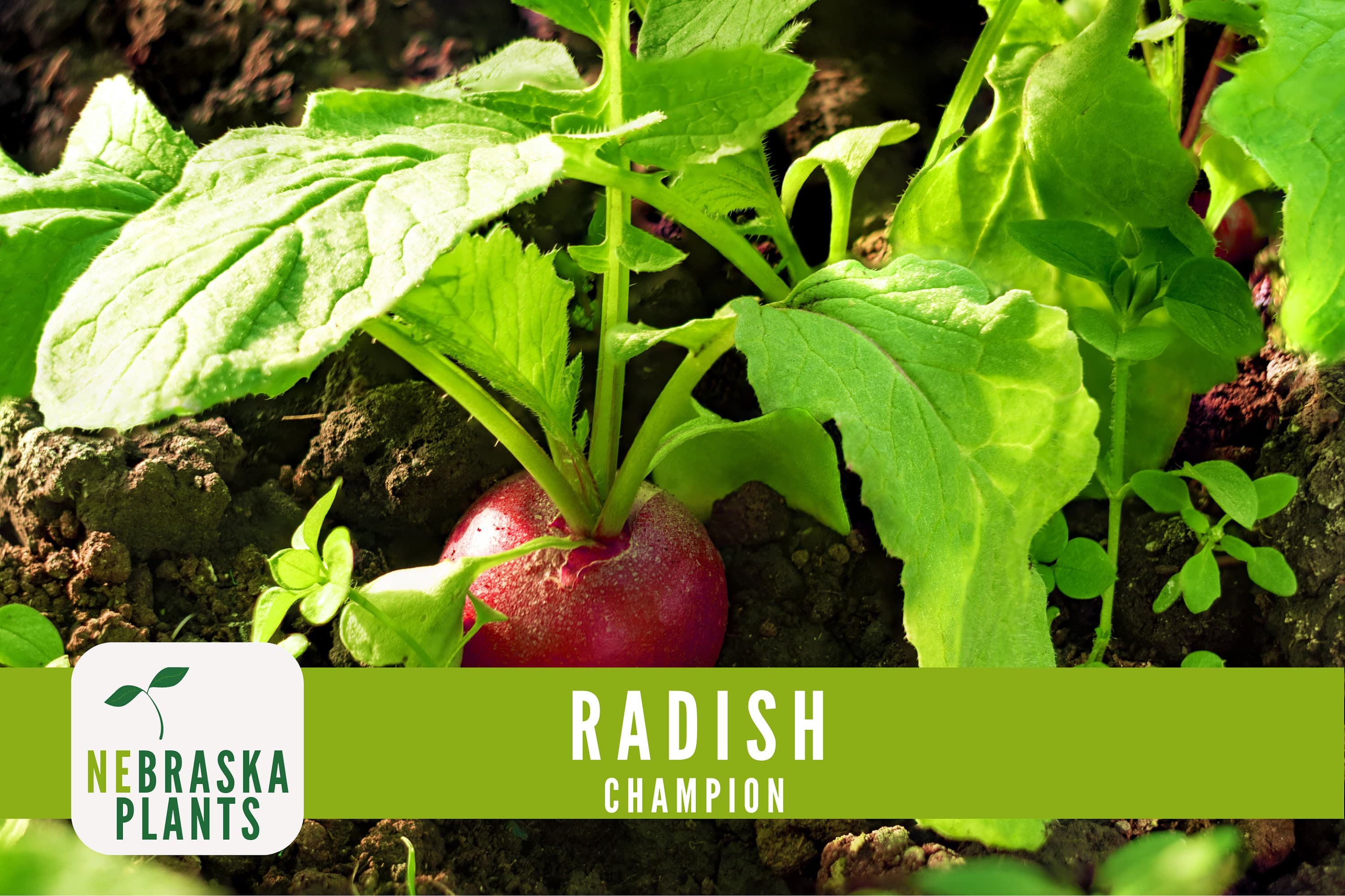 Radish Seeds - Champion Heirloom Radish Seeds - image 5