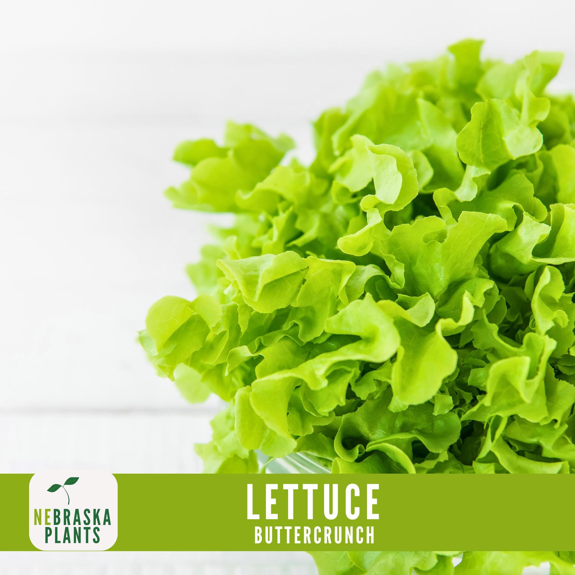 Lettuce Seeds - Buttercrunch Lettuce Heirloom Garden Seeds - image 5