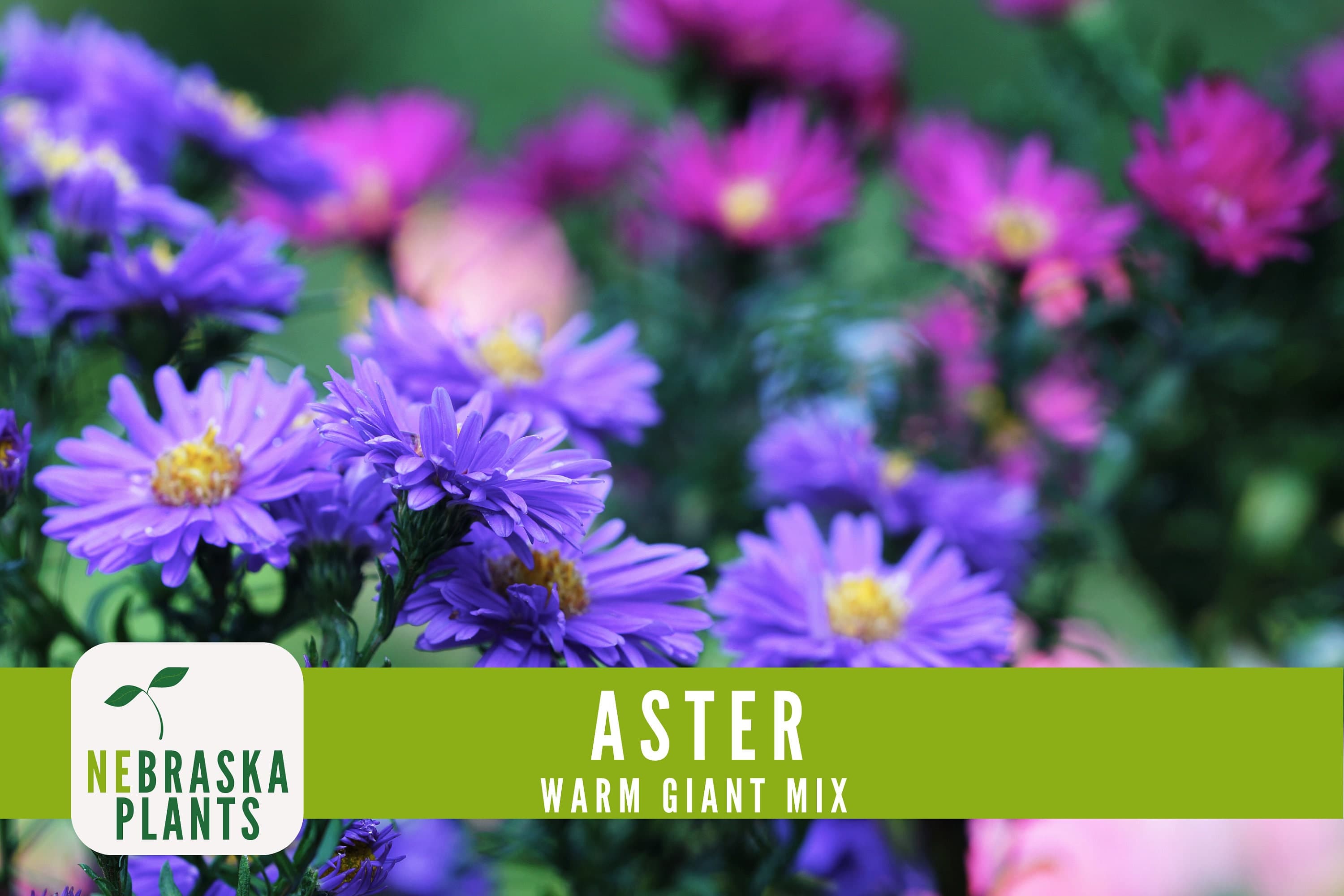 Aster Warm Giant seeds for growing giant, vibrant asters in shades of pink, red, and orange