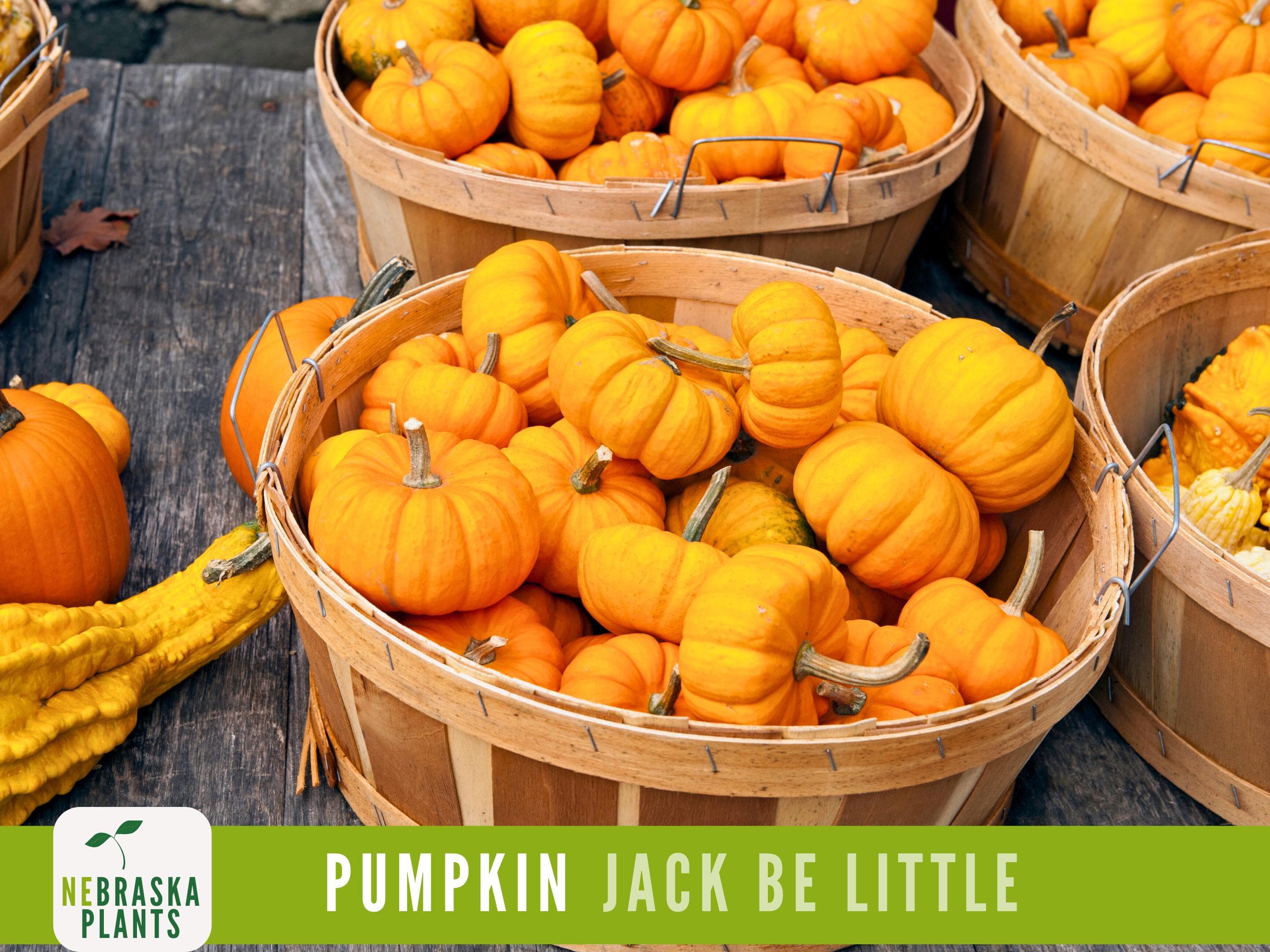 Jack Be Little Pumpkin Seeds - Grow your own Adorable Miniature Pumpkins!