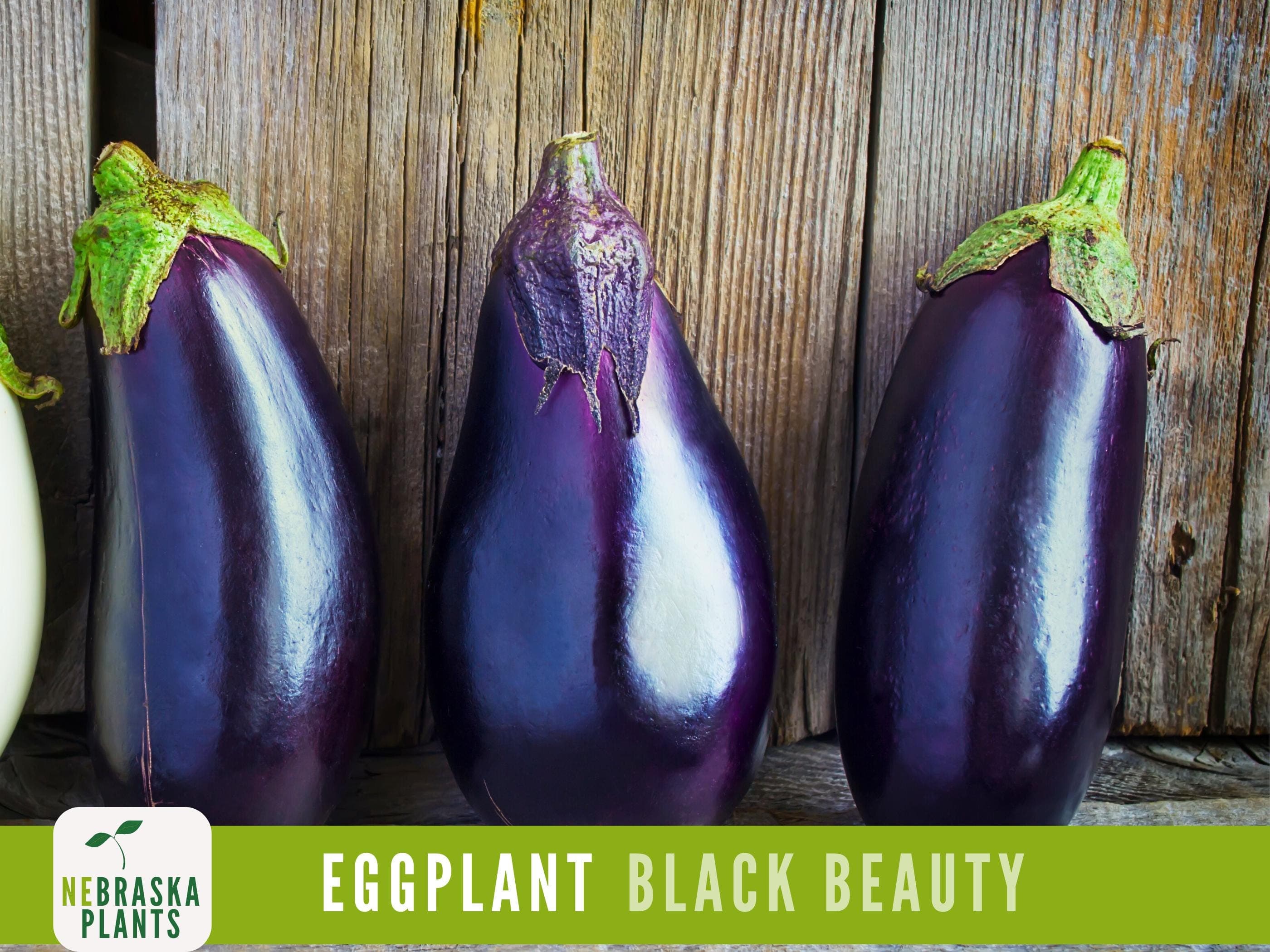 Eggplant Seeds - Black Beauty Eggplant Seeds - image 4