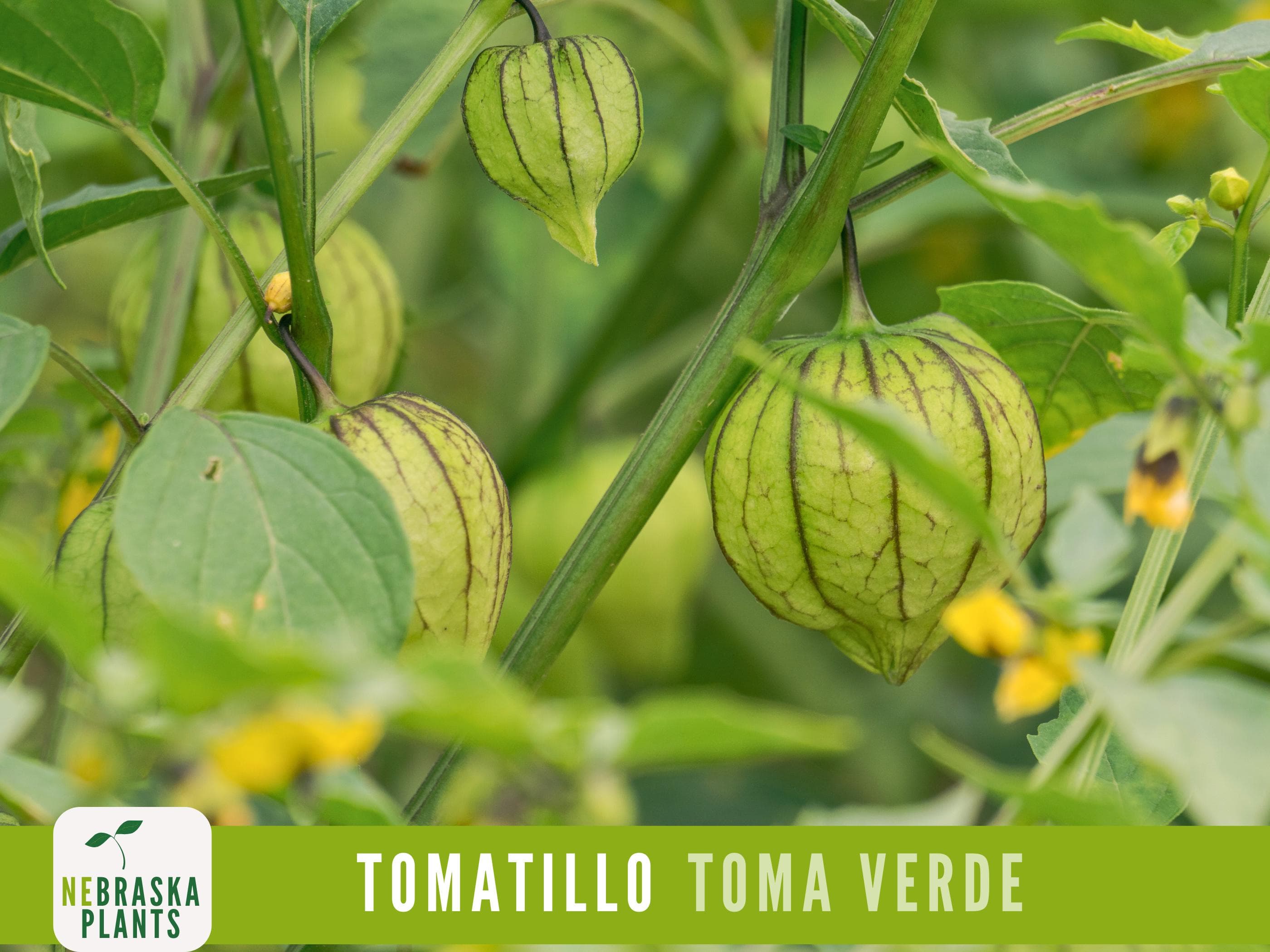 Tomatillo Seeds - Toma Verda Heirloom Garden Seeds - image 4