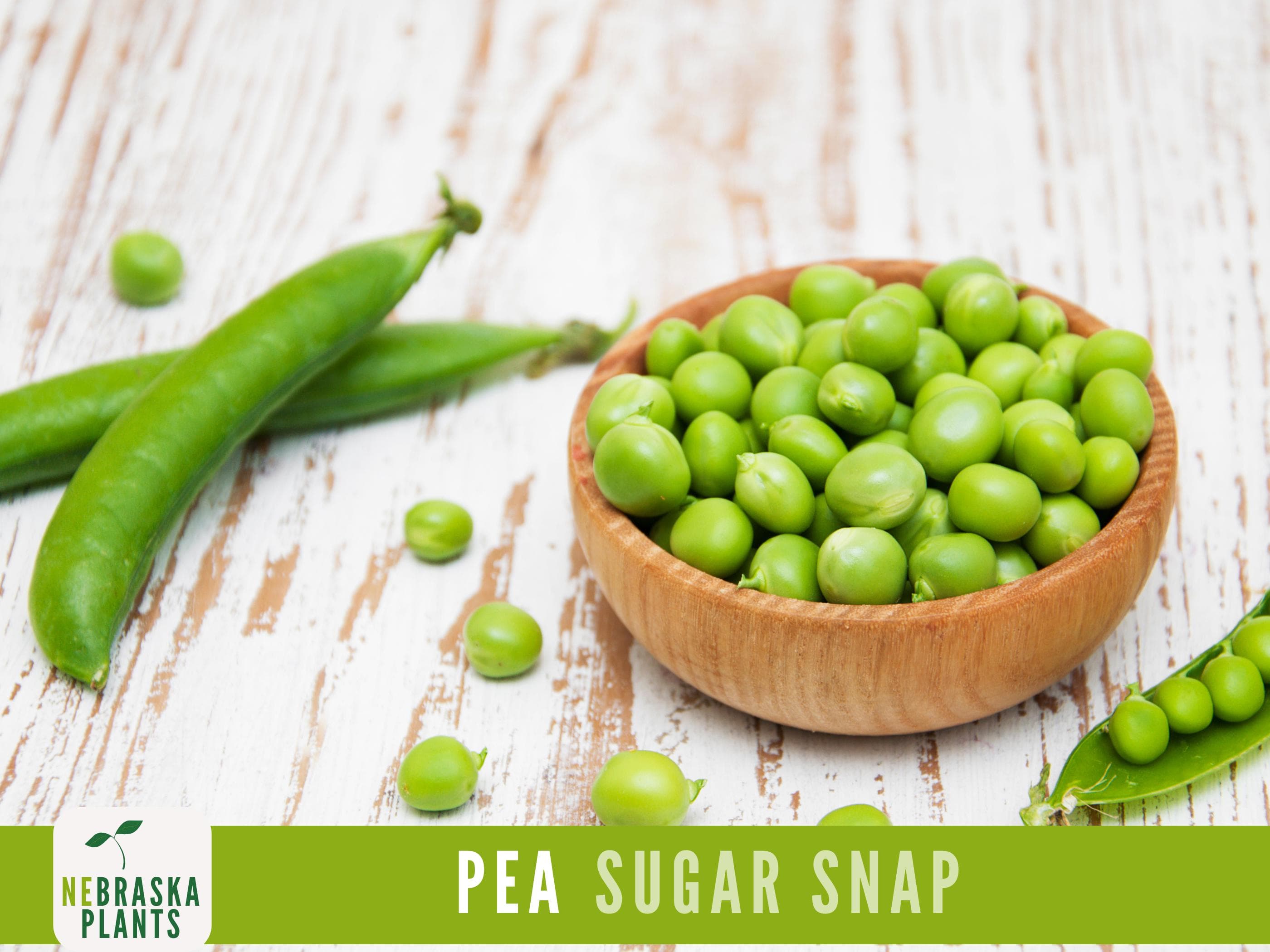Sugar Snap Pea Seeds - 50+ Heirloom Pea Seeds - image 5
