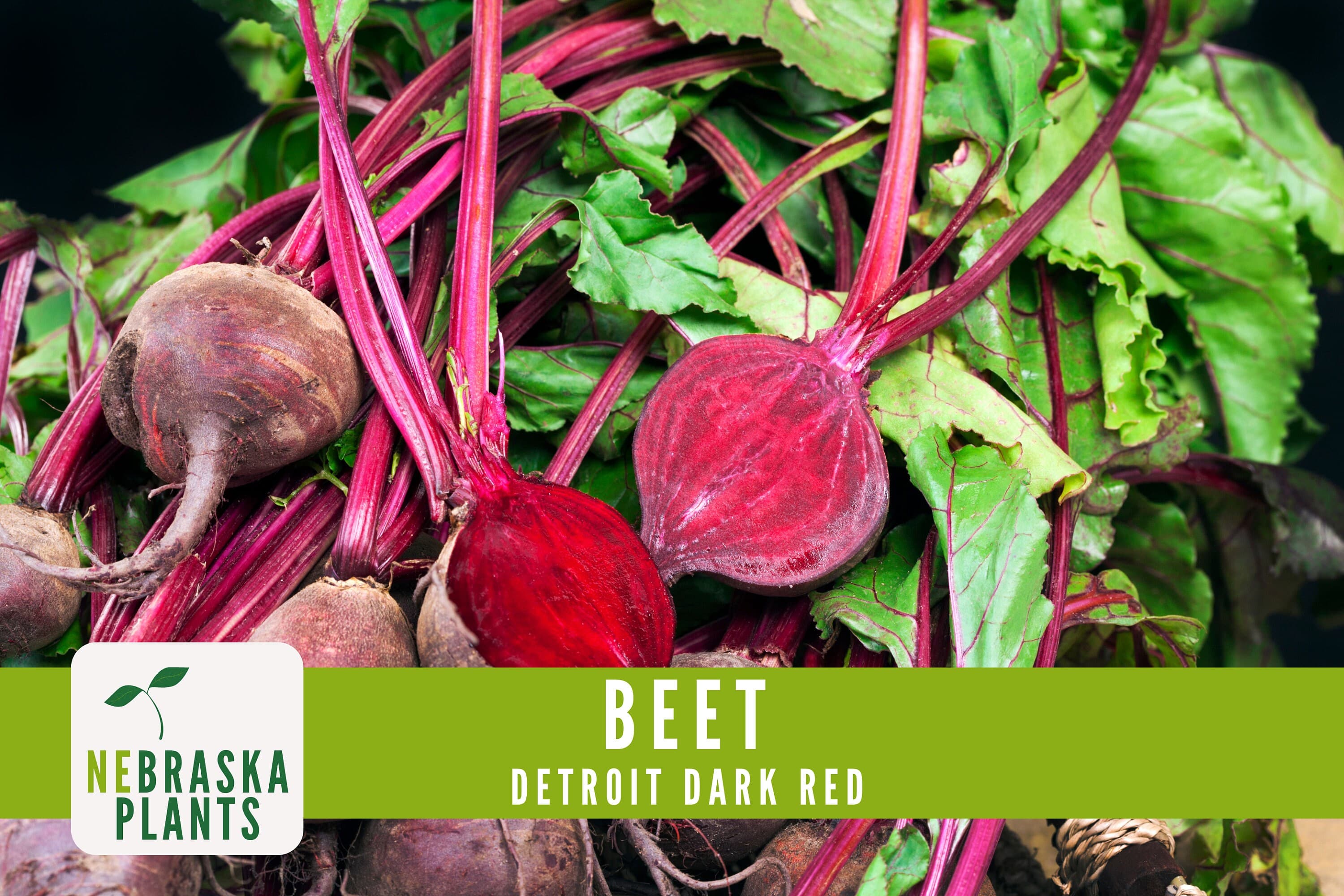 Beet Seeds - Detroit Dark Red - Heirloom Beet Seeds - image 5