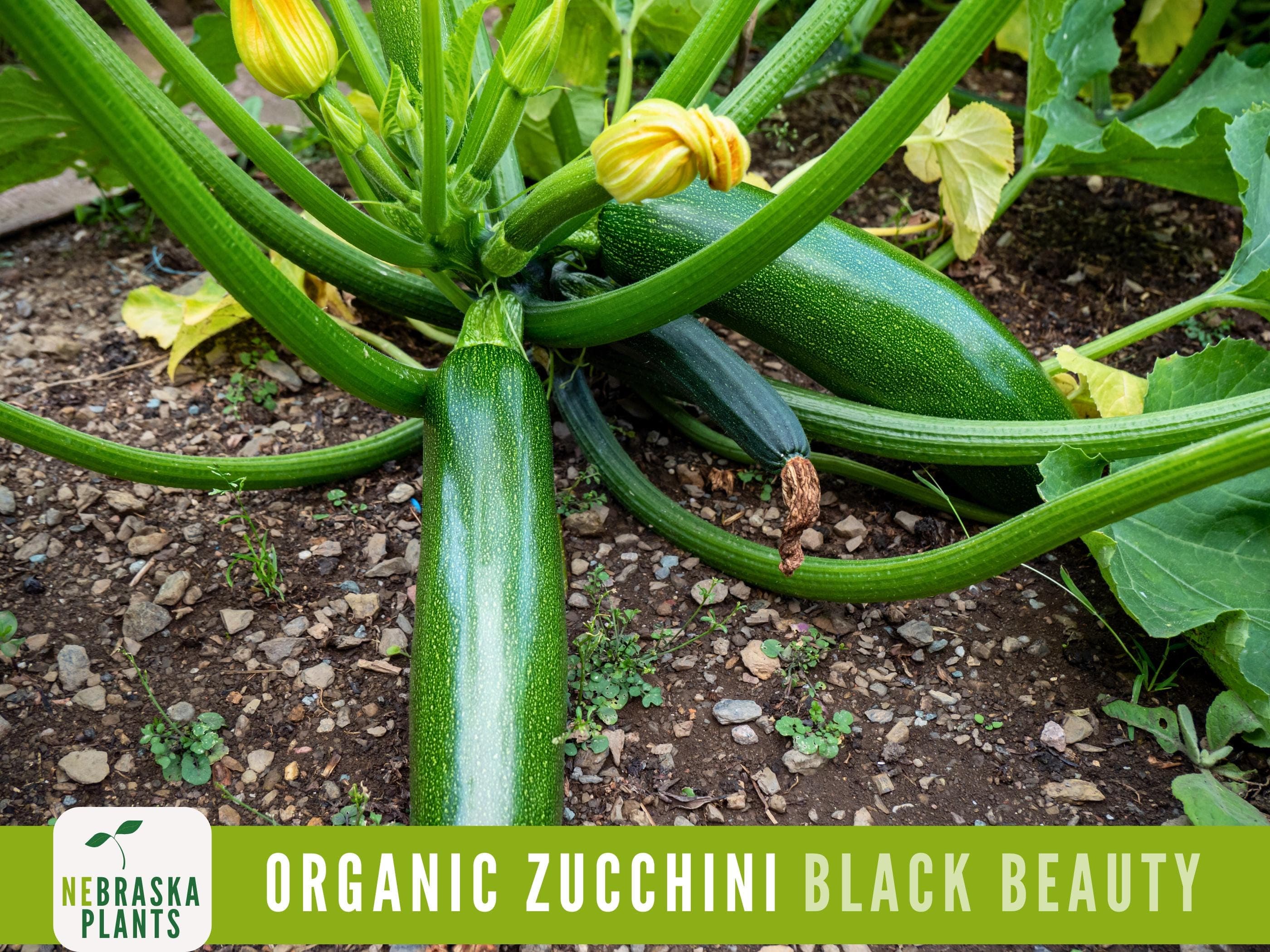 Organic Zucchini Seeds - Black Beauty Zucchini - Heirloom Summer Squash Seeds - image 3