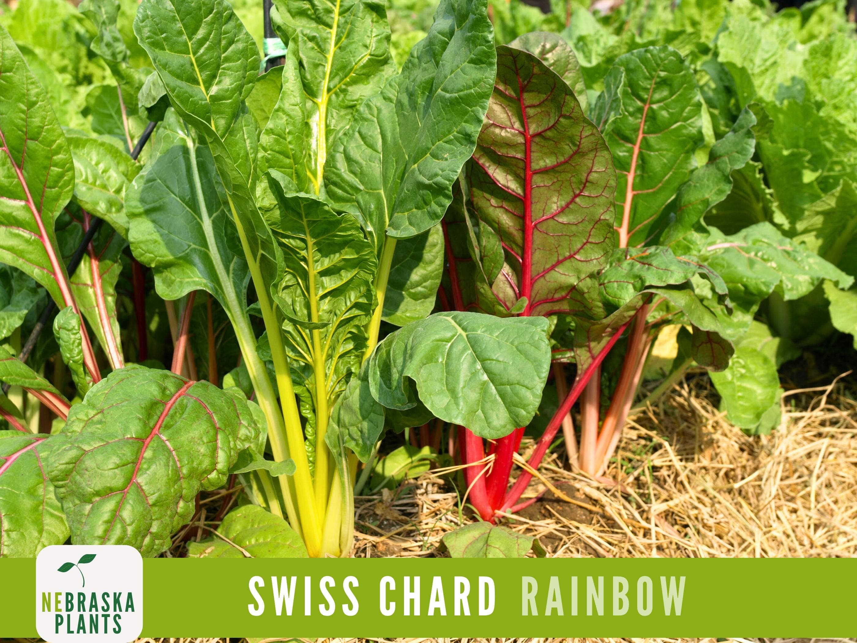 Swiss Chard Seeds - Rainbow Swiss Chard Heirloom Seeds - image 4