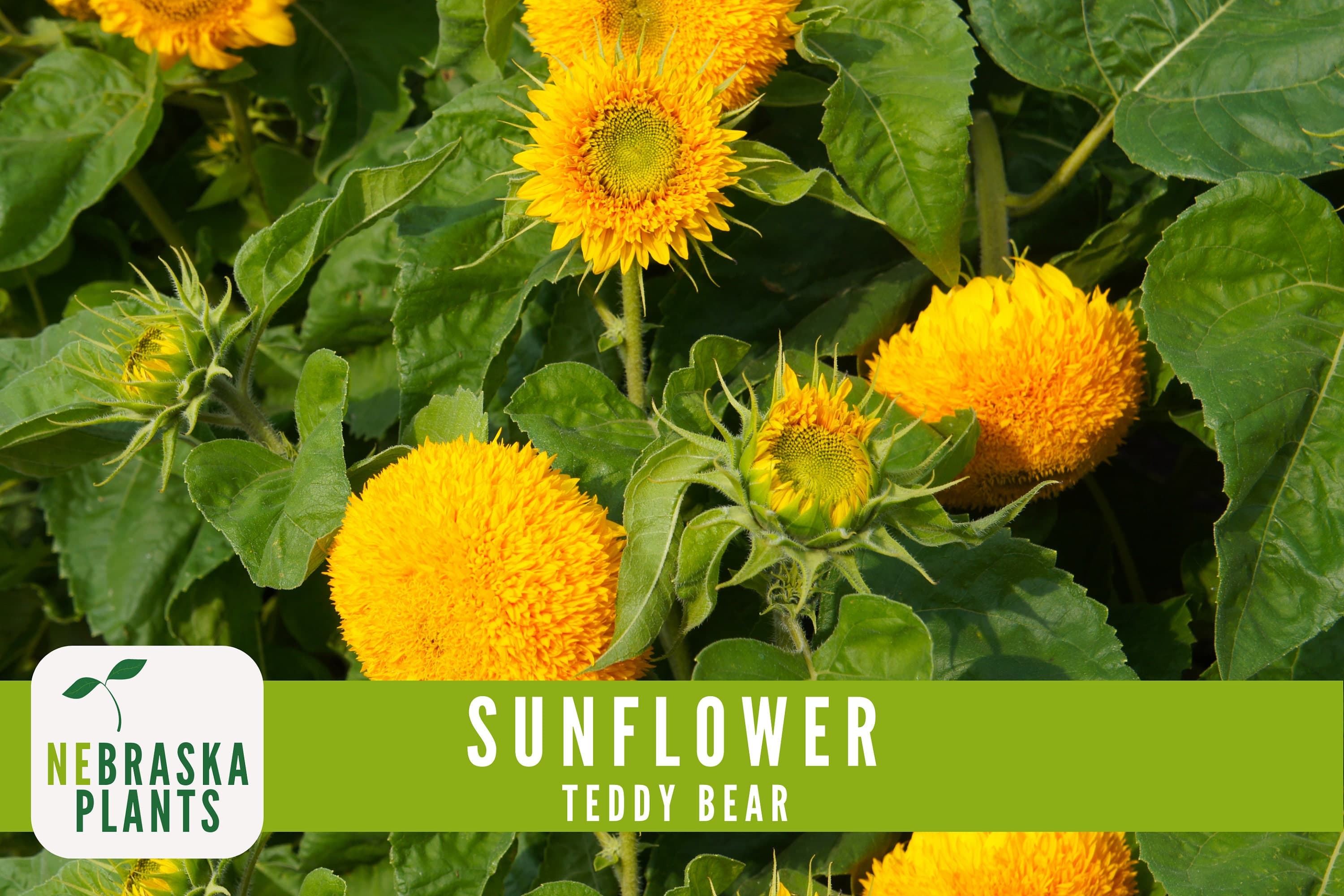 Teddy Bear sunflowers growing in a container on a sunny patio.