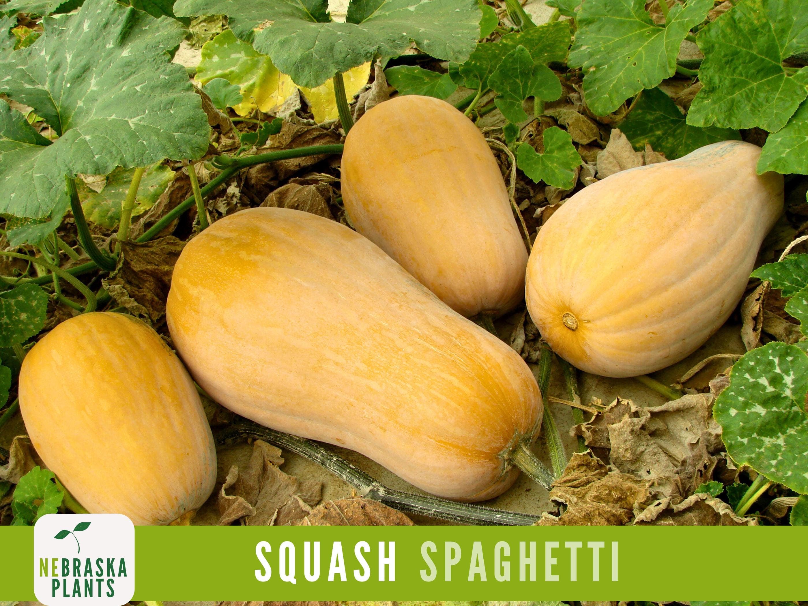 Spaghetti Squash Seeds - Winter Spaghetti Squash Heirloom Seeds - image 3