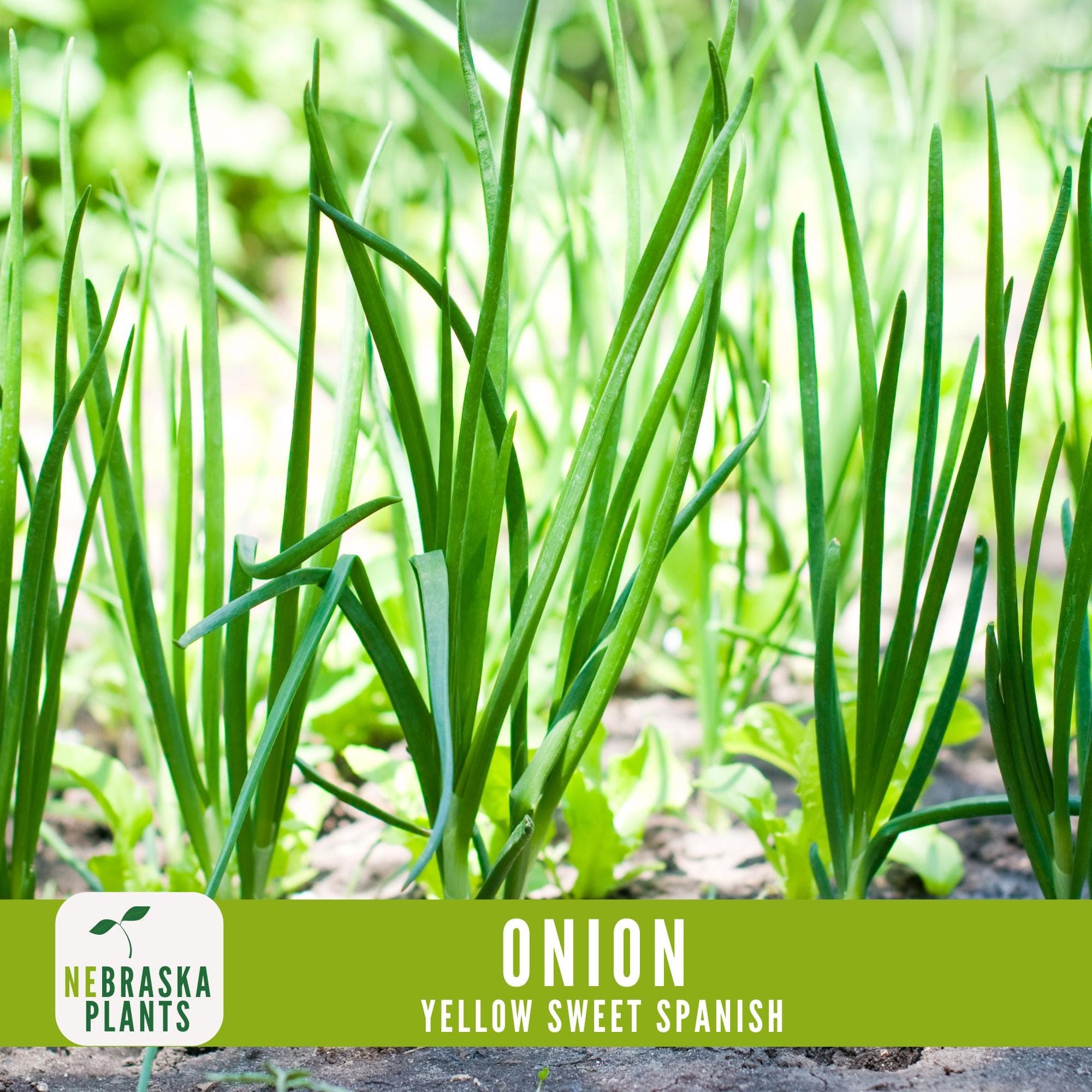 Onion Seeds - Yellow Sweet Spanish Heirloom Onion Seeds - image 4