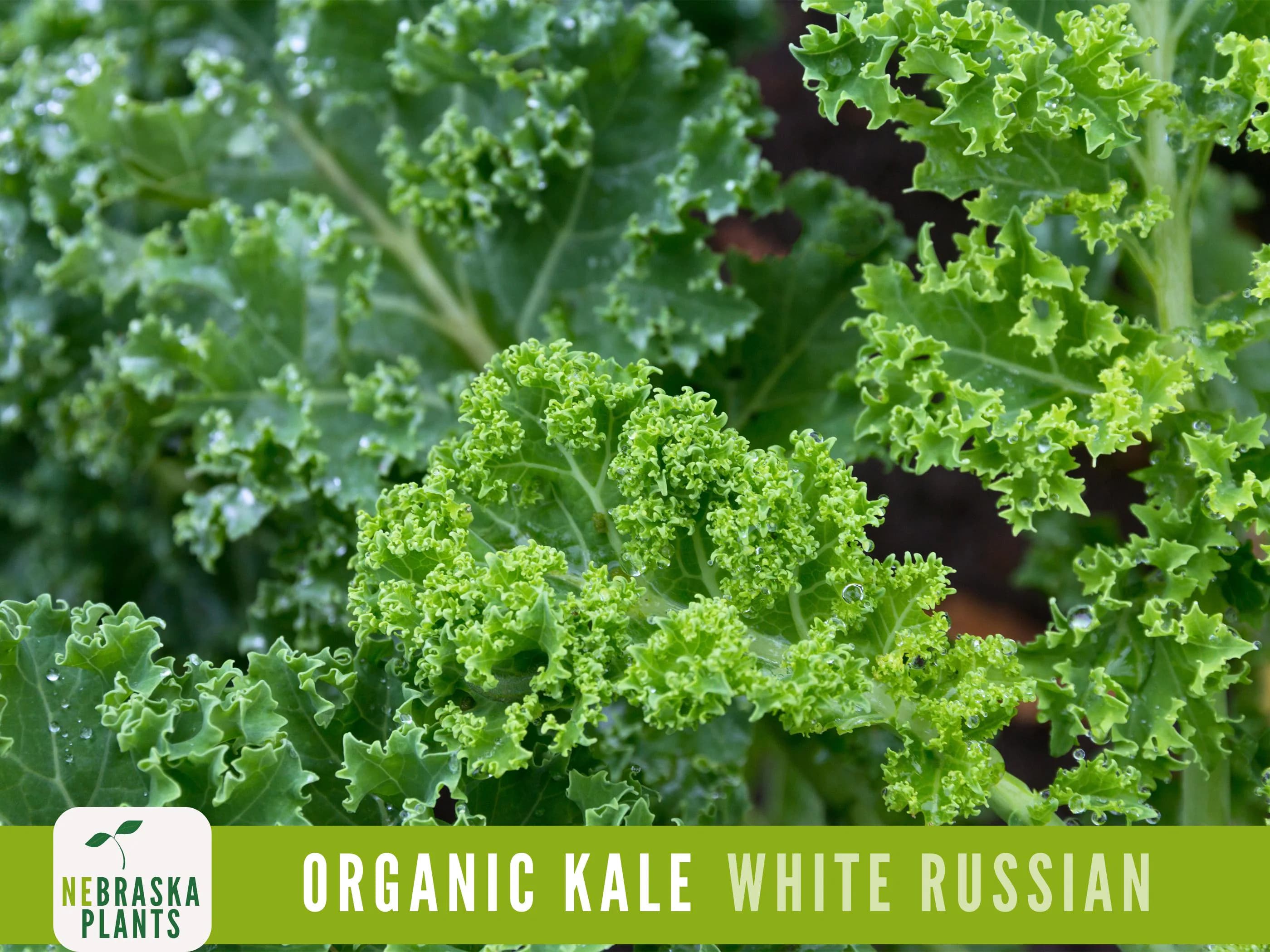 Kale Seeds- Organic White Russian Heirloom Kale Seeds