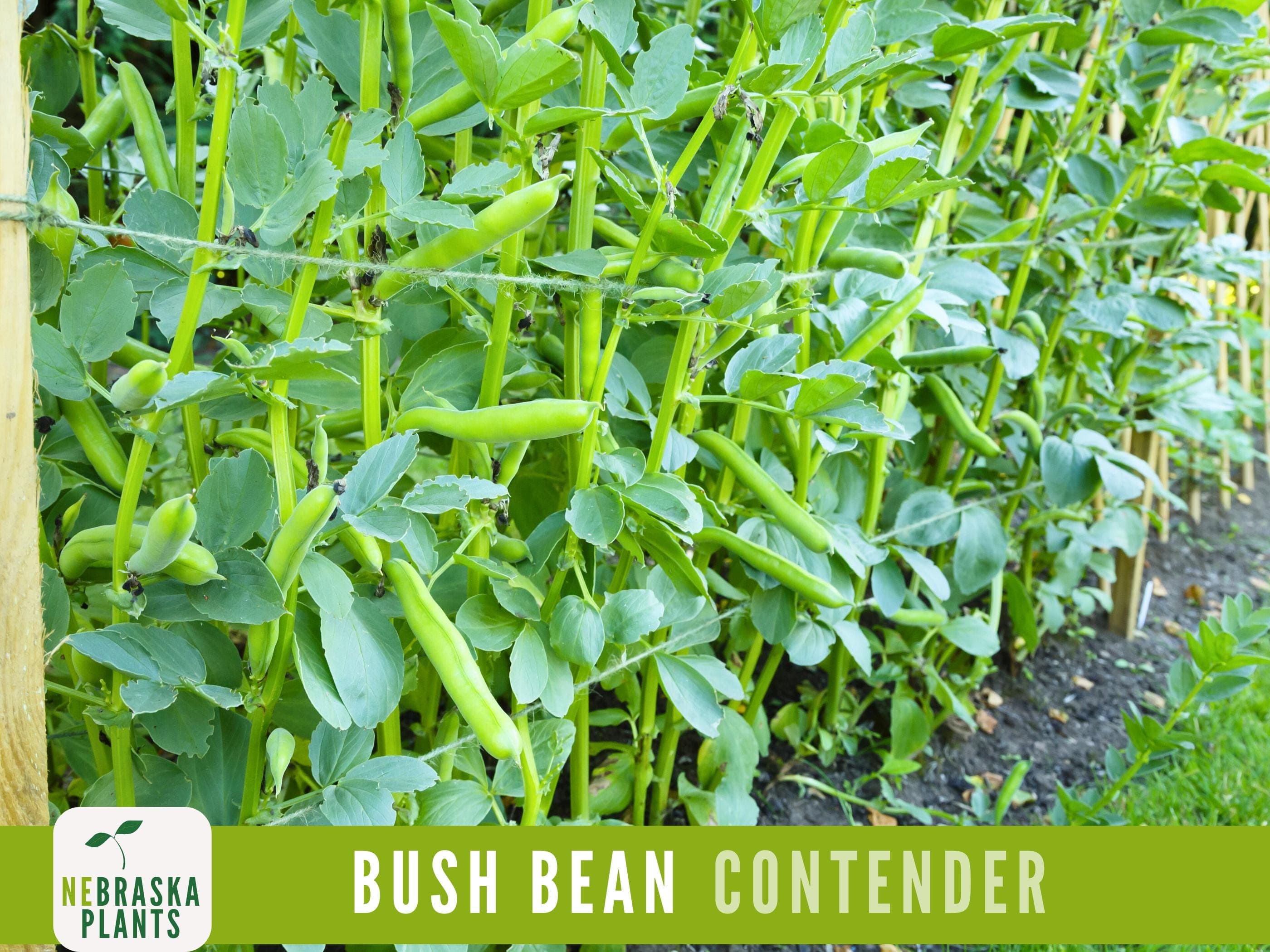 Contender Bush Bean Seeds - 50+ Heirloom Seeds to Grow Your Own Flavorful Beans!