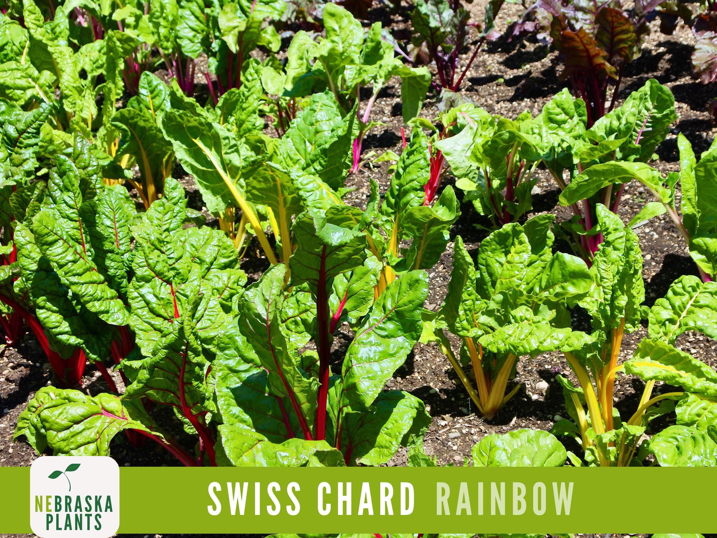 Swiss Chard Seeds - Rainbow Swiss Chard Heirloom Seeds - image 5