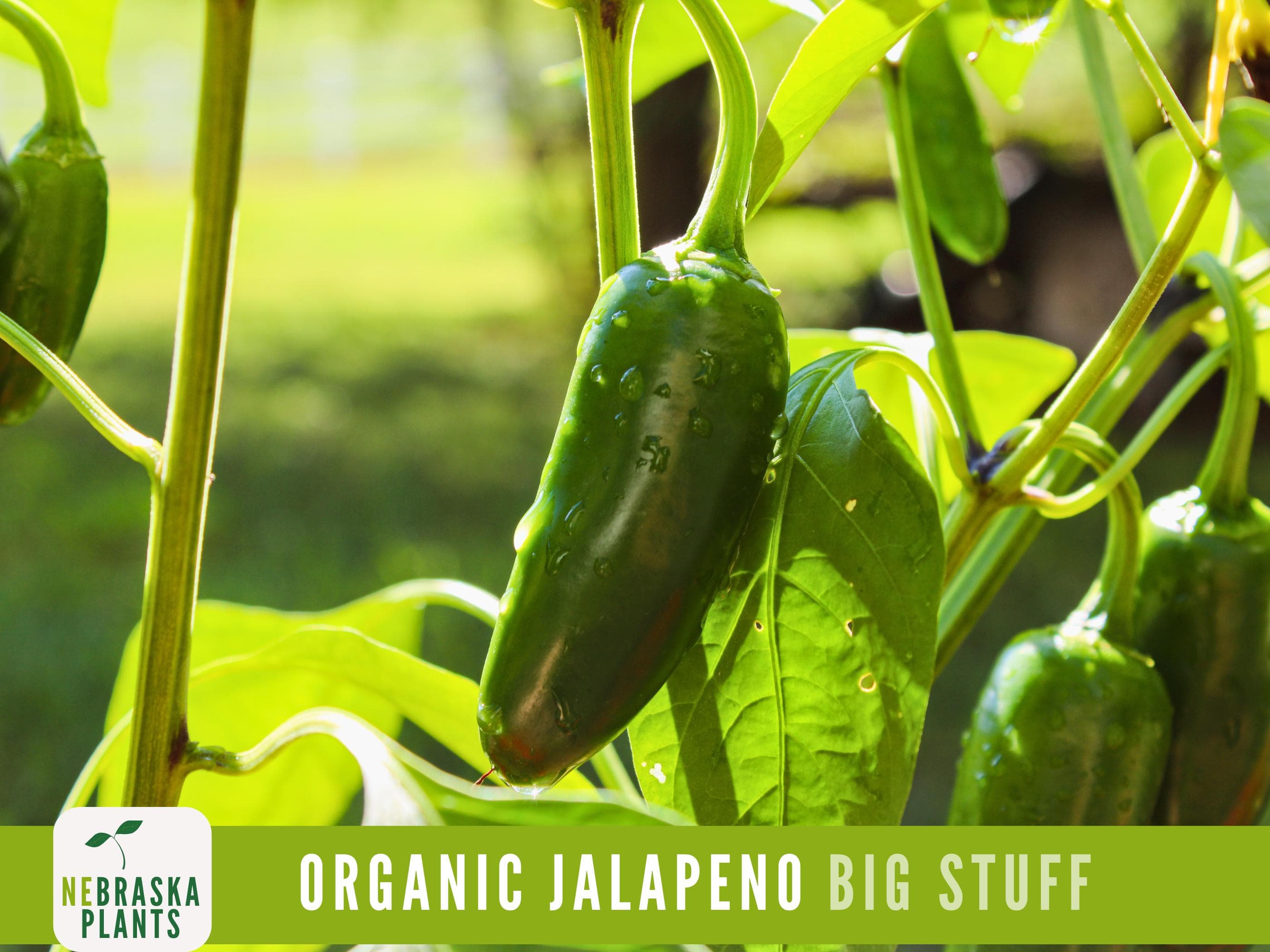 Organic Jalapeño Pepper - Heirloom Jalapeño Garden Seeds