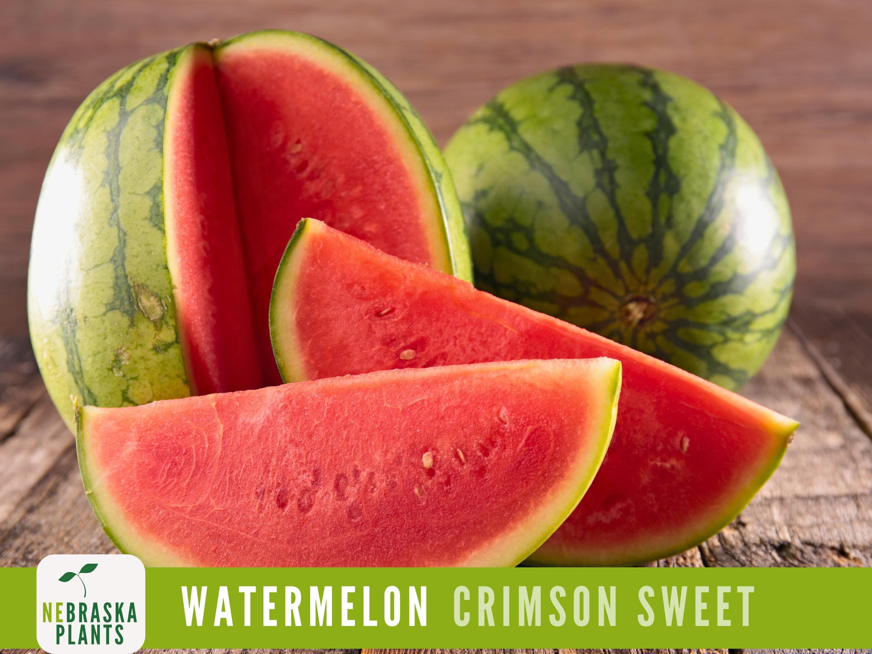Watermelon Seeds - Crimson Sweet Heirloom Watermelon Seeds - image 4