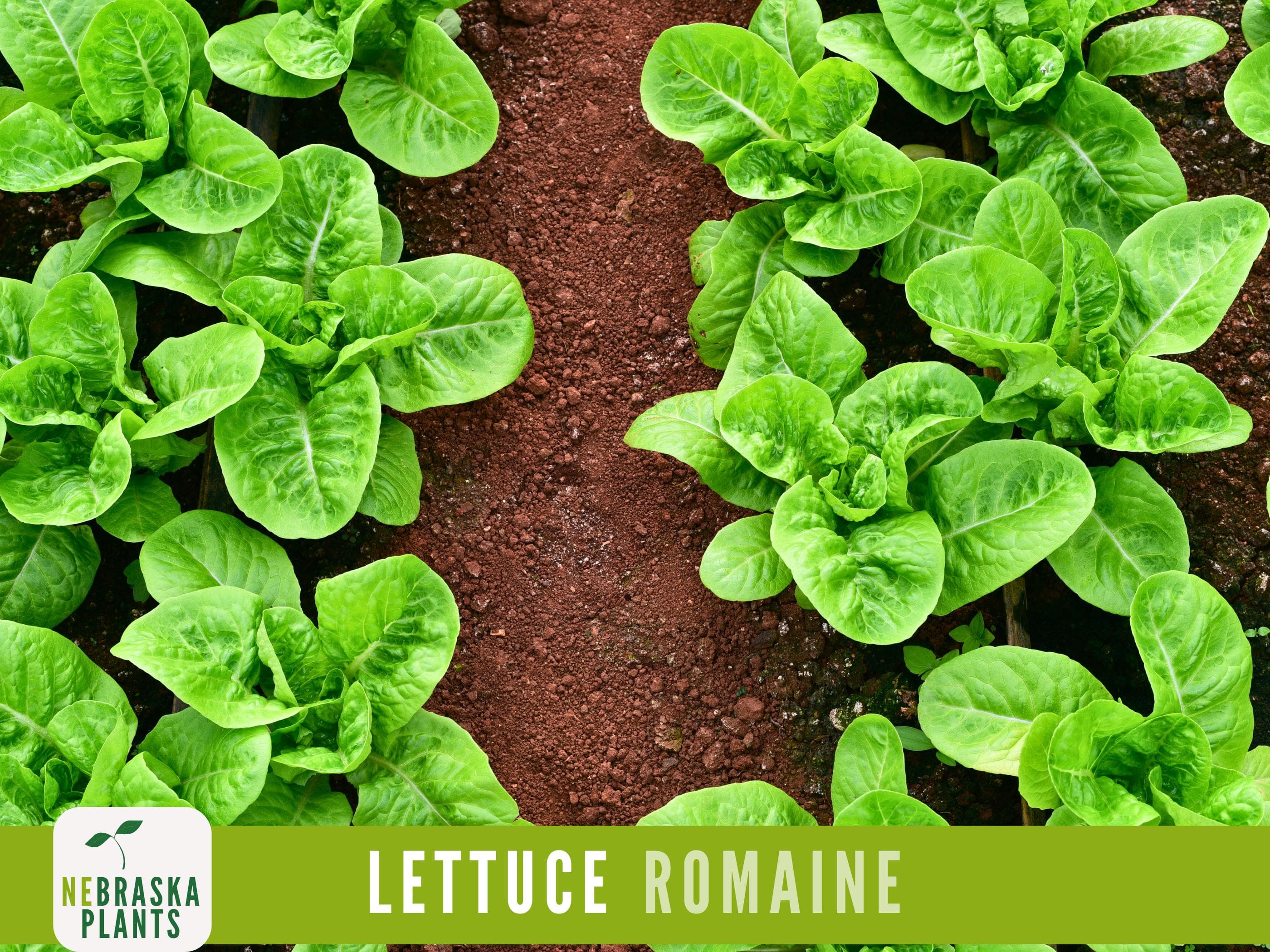 Romaine Lettuce Seeds - Heirloom Romaine Lettuce Garden Seeds - image 4