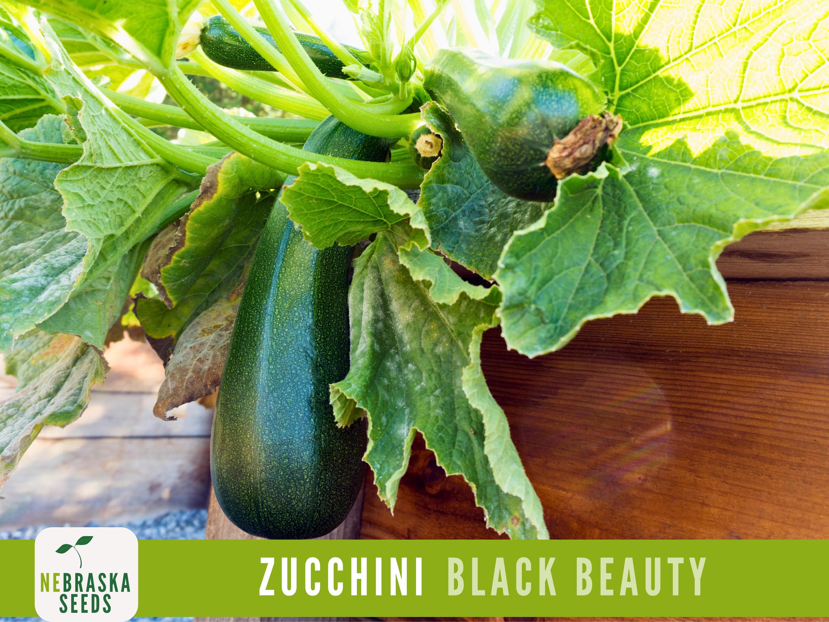 Zucchini Seeds - Black Beauty Heirloom Zucchini Squash Seeds - image 3