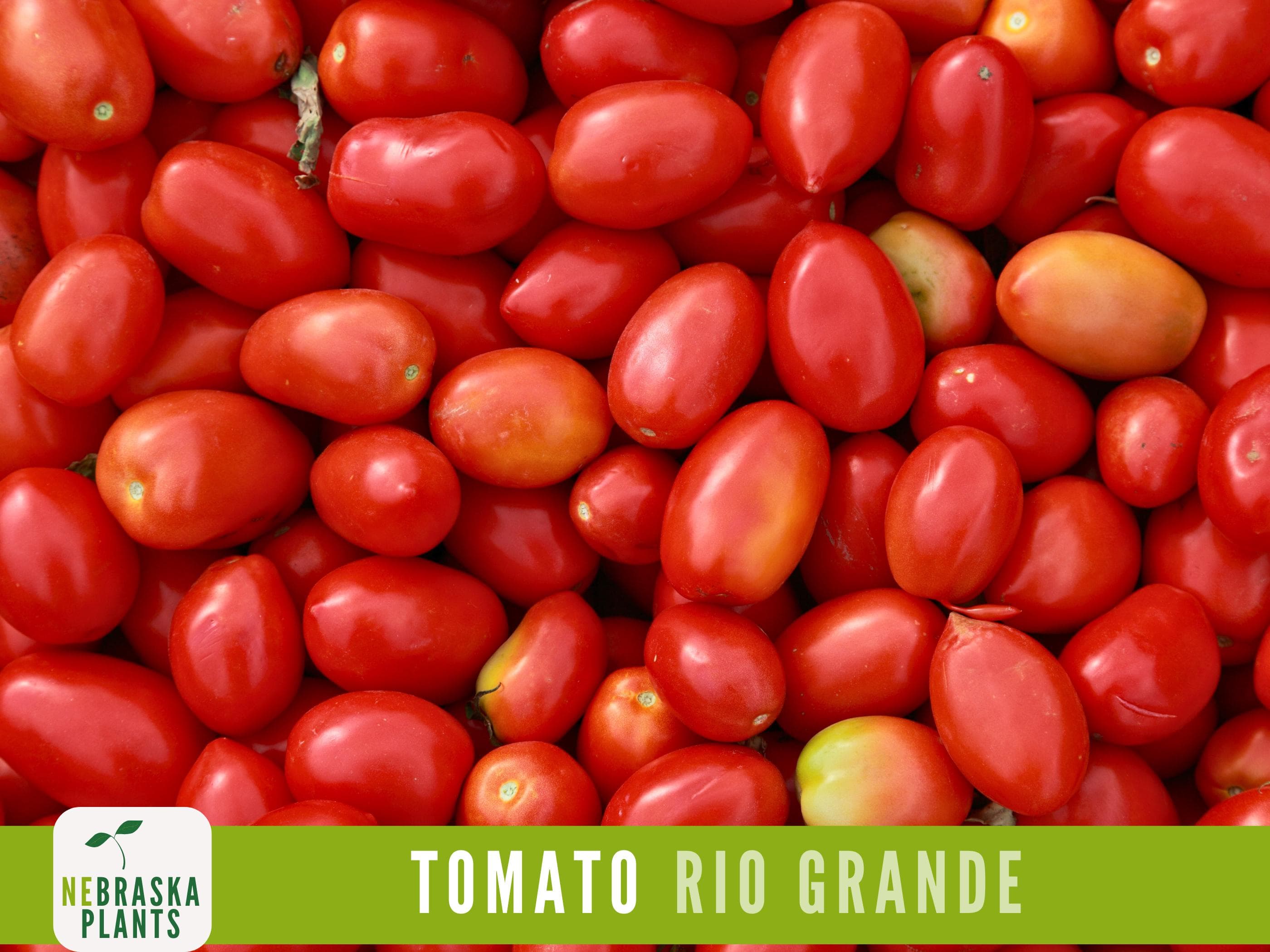 Rio Grande Tomato Seeds - Heirloom Paste Tomato Seeds - image 5
